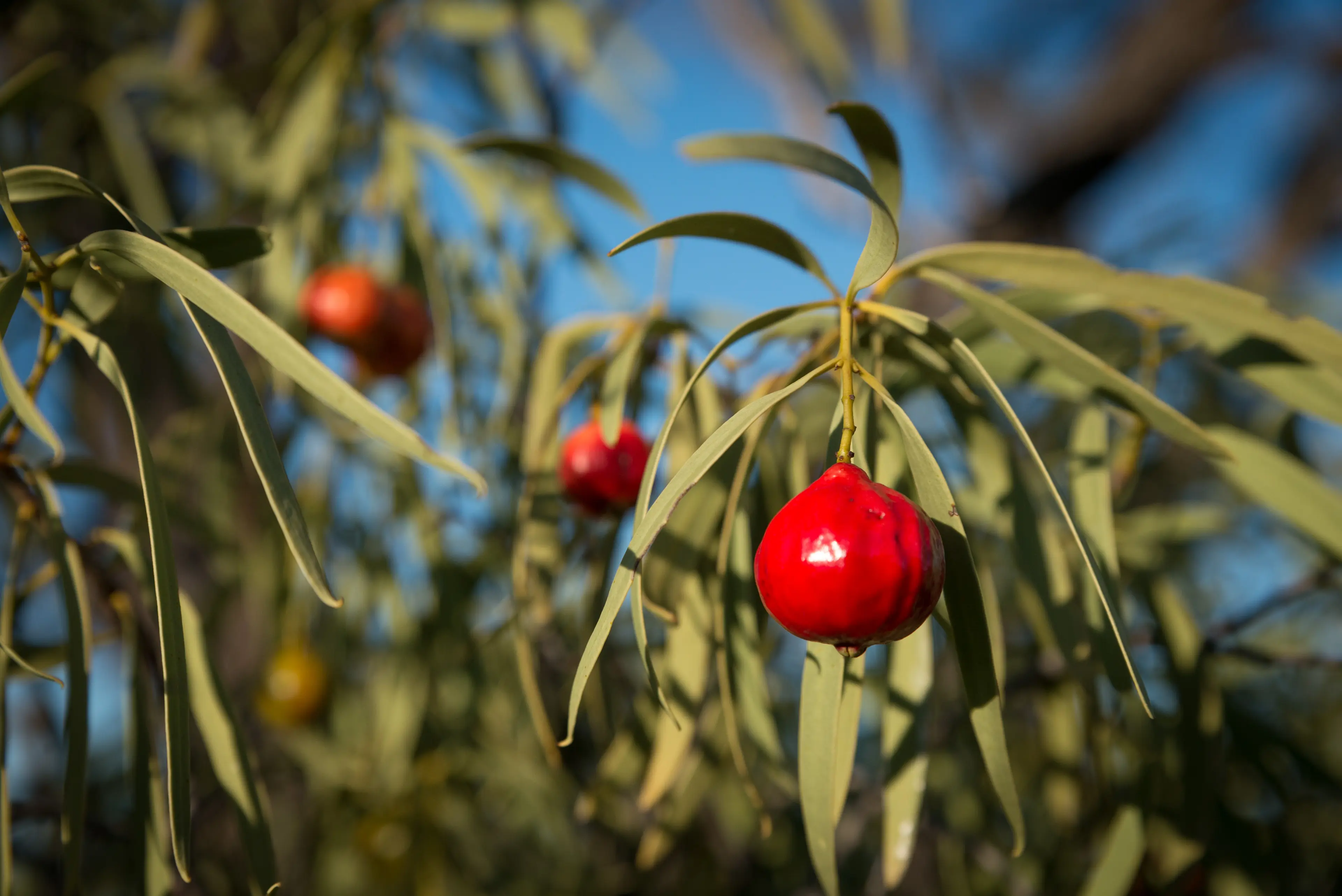 Quandong