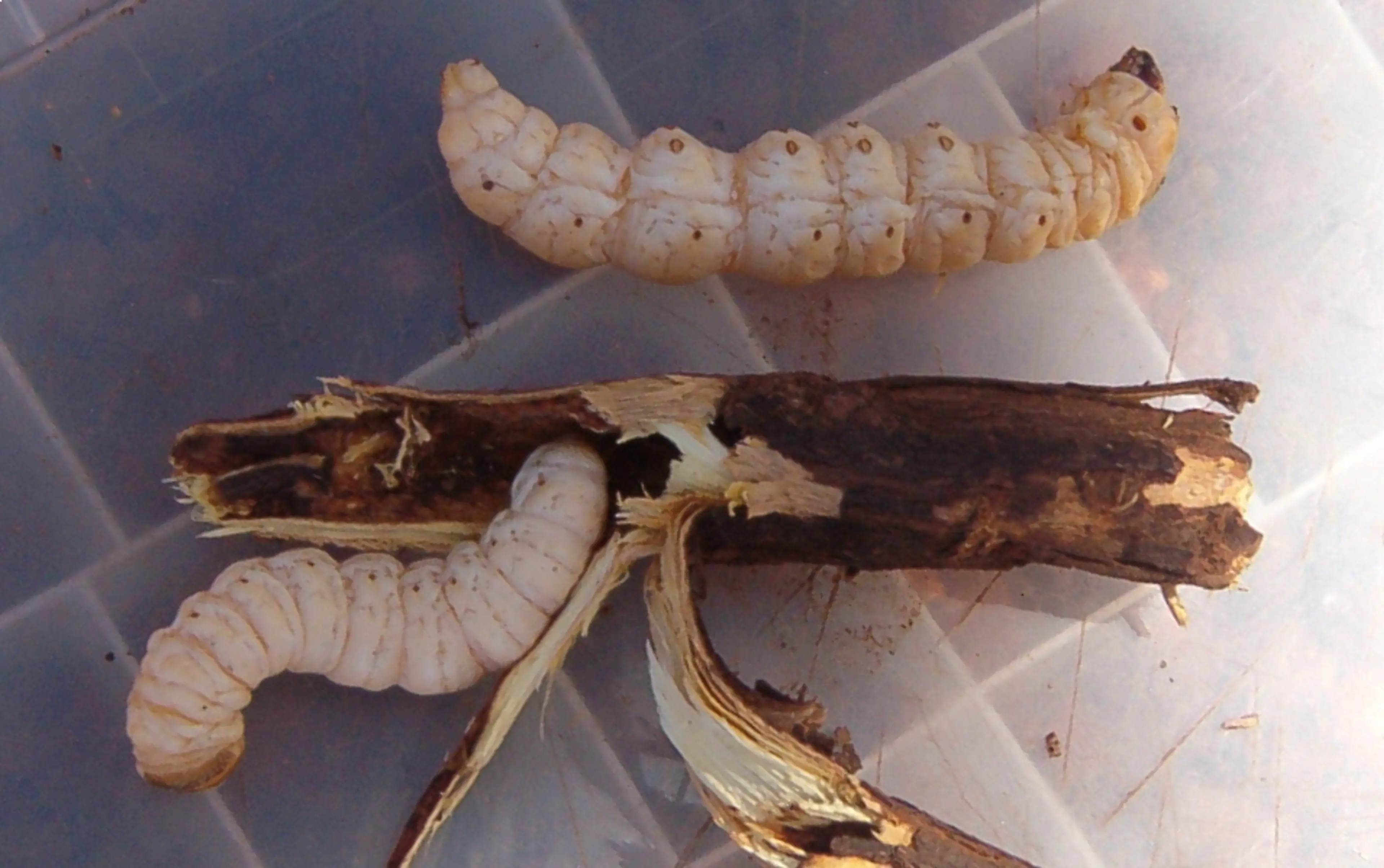 Witchetty Grub