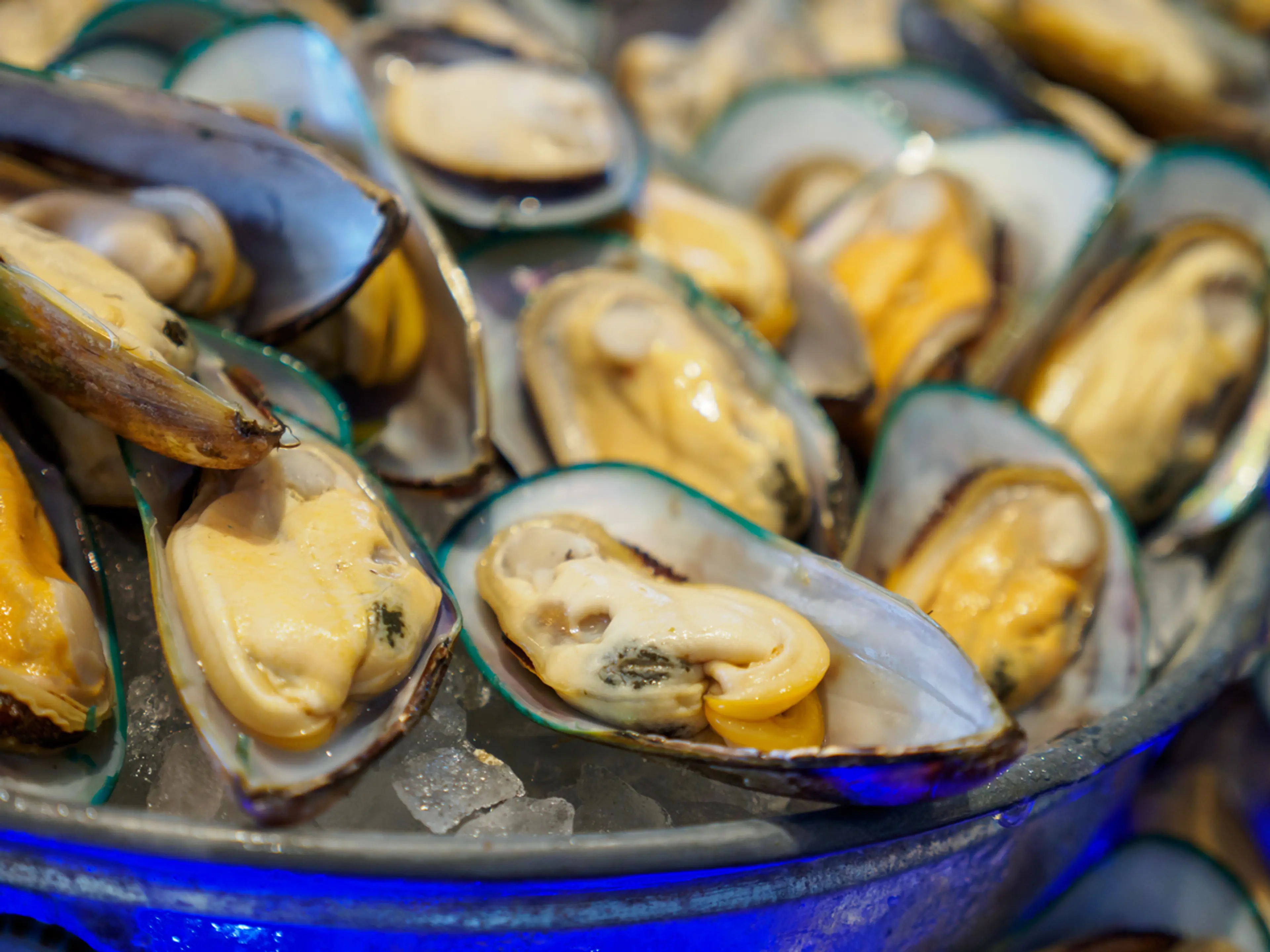 Green-lipped Mussels