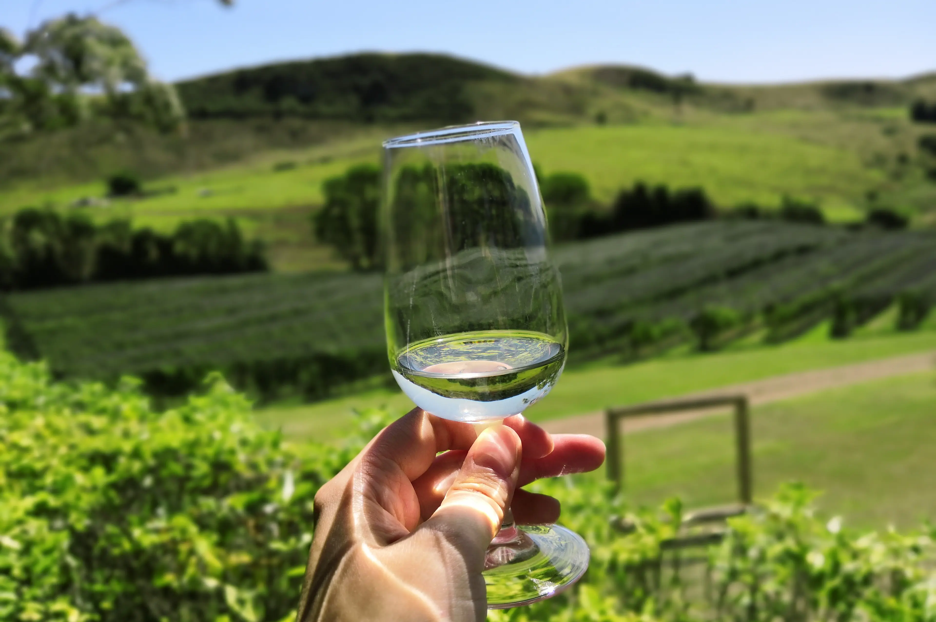 New Zealand Sauvignon Blanc