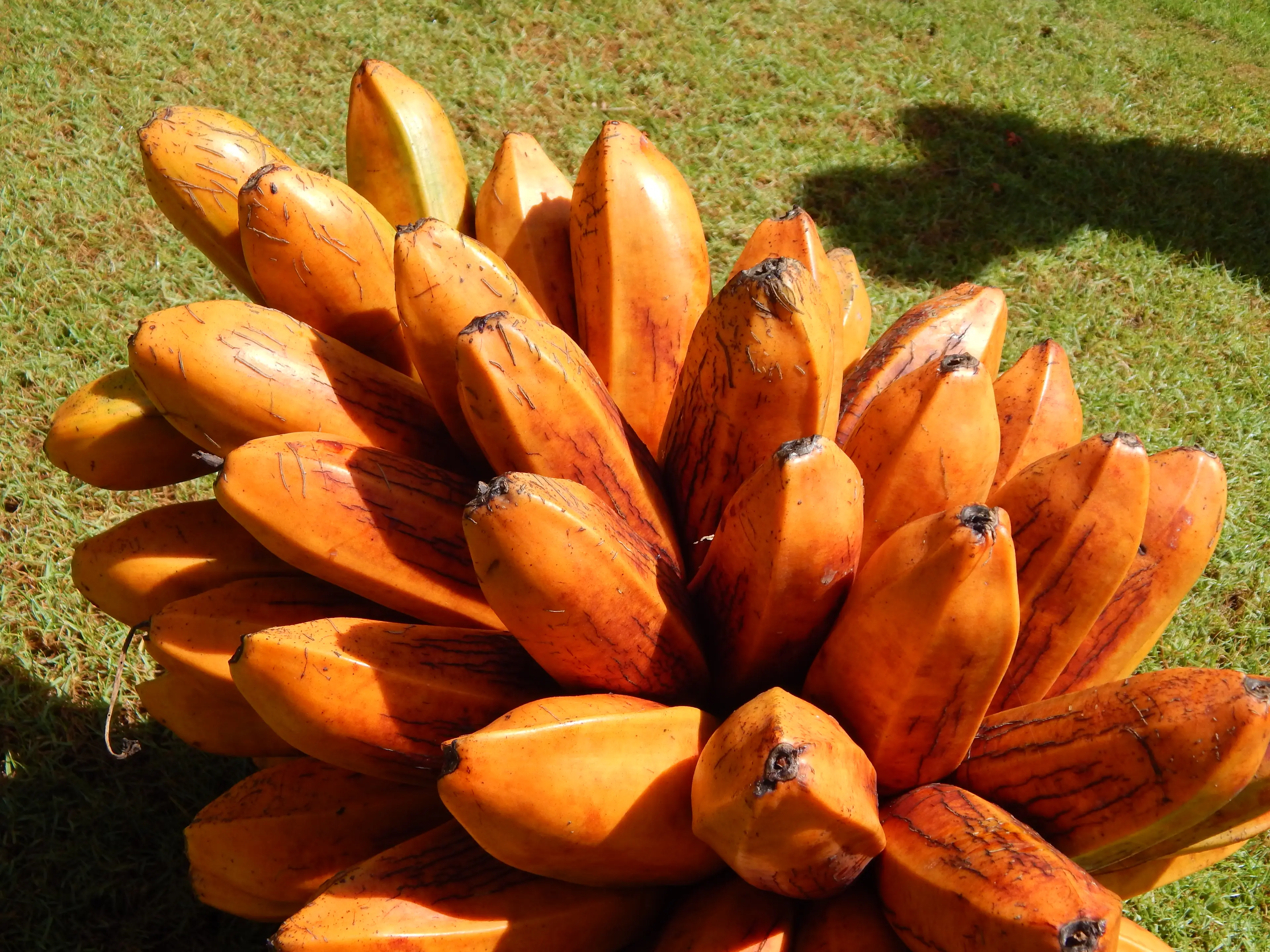 Fe'i Bananas