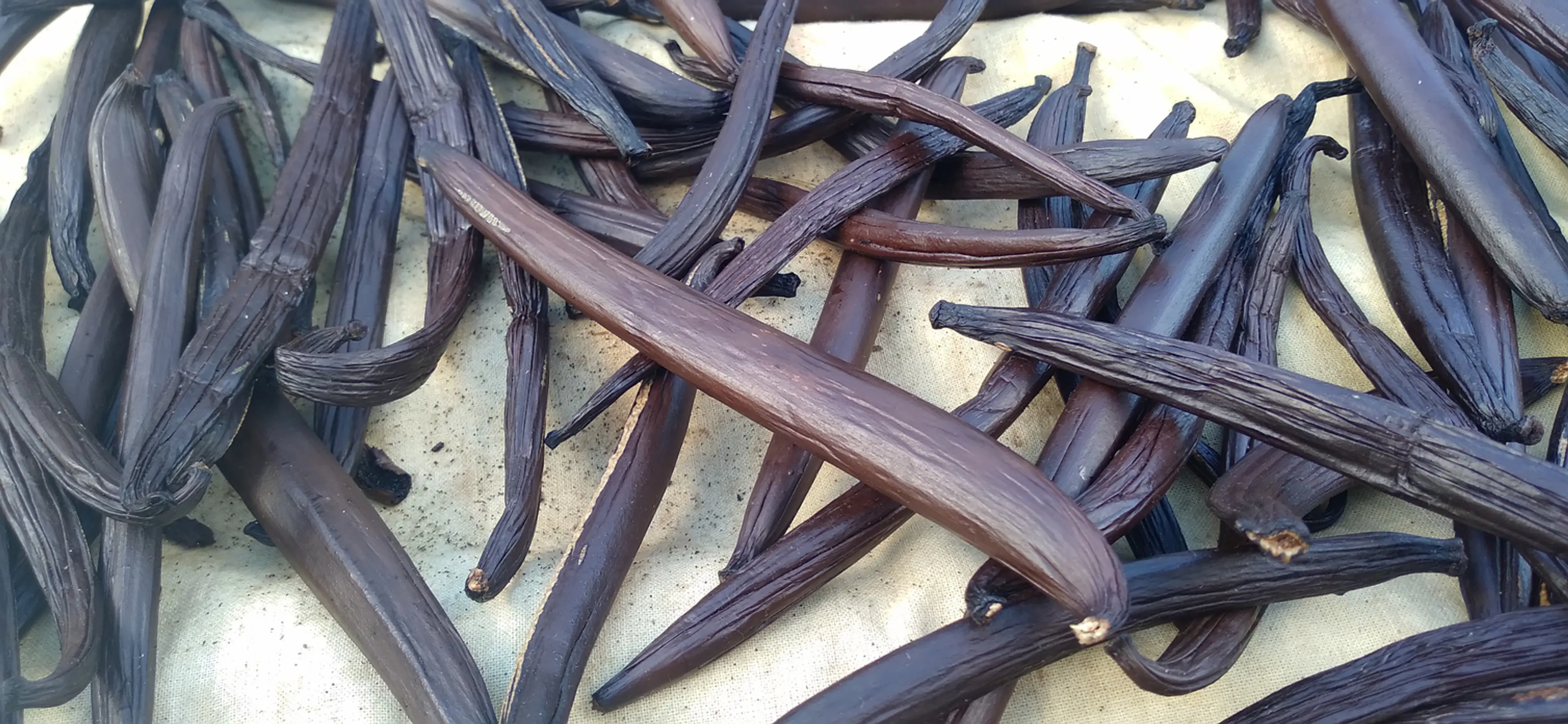 Tahitian Vanilla