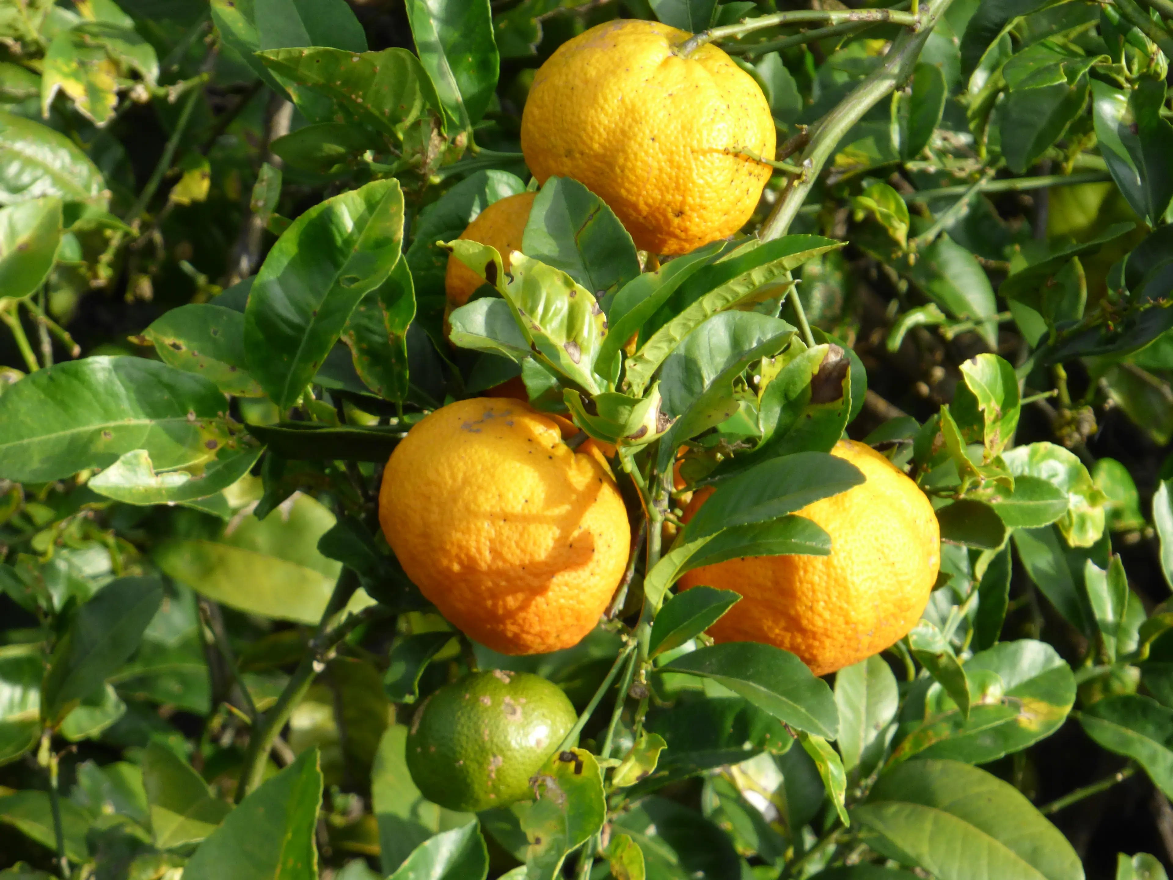 Limón Mandarino