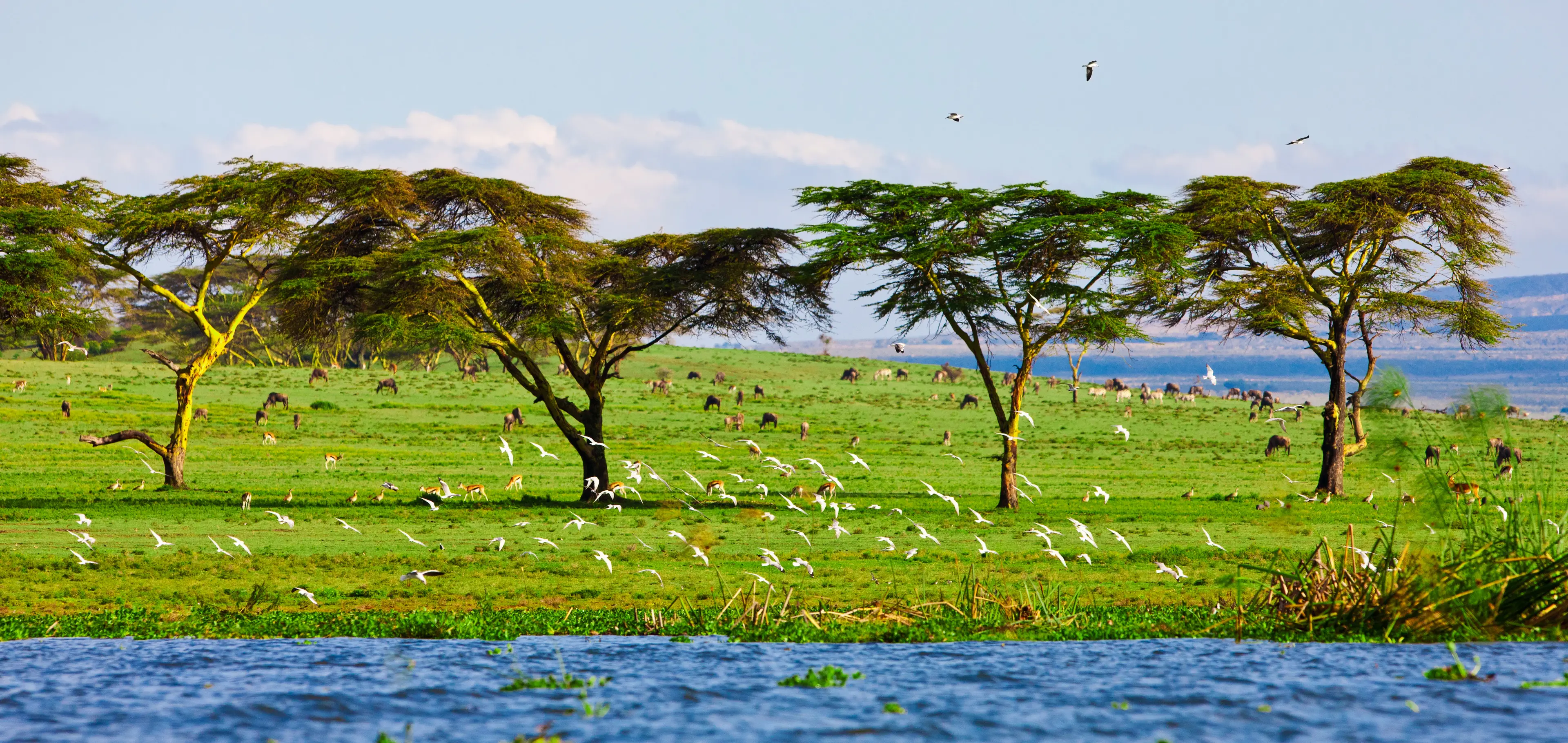 Naivasha