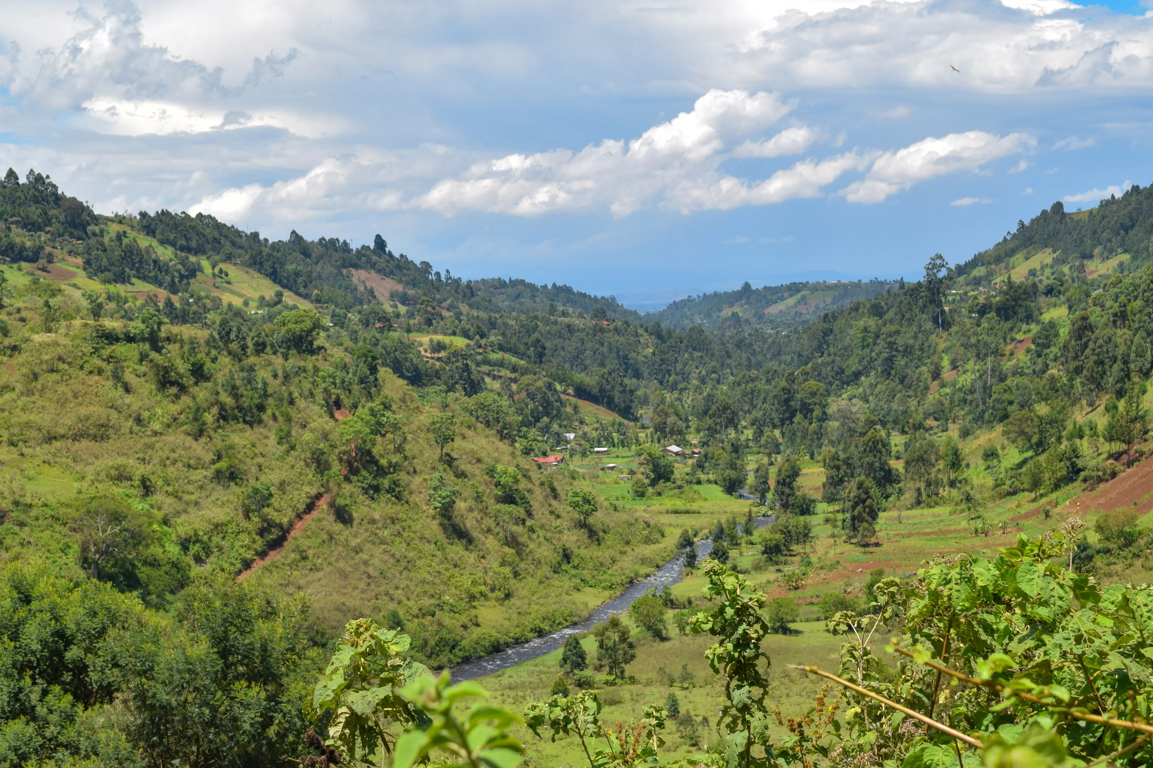 Nyeri