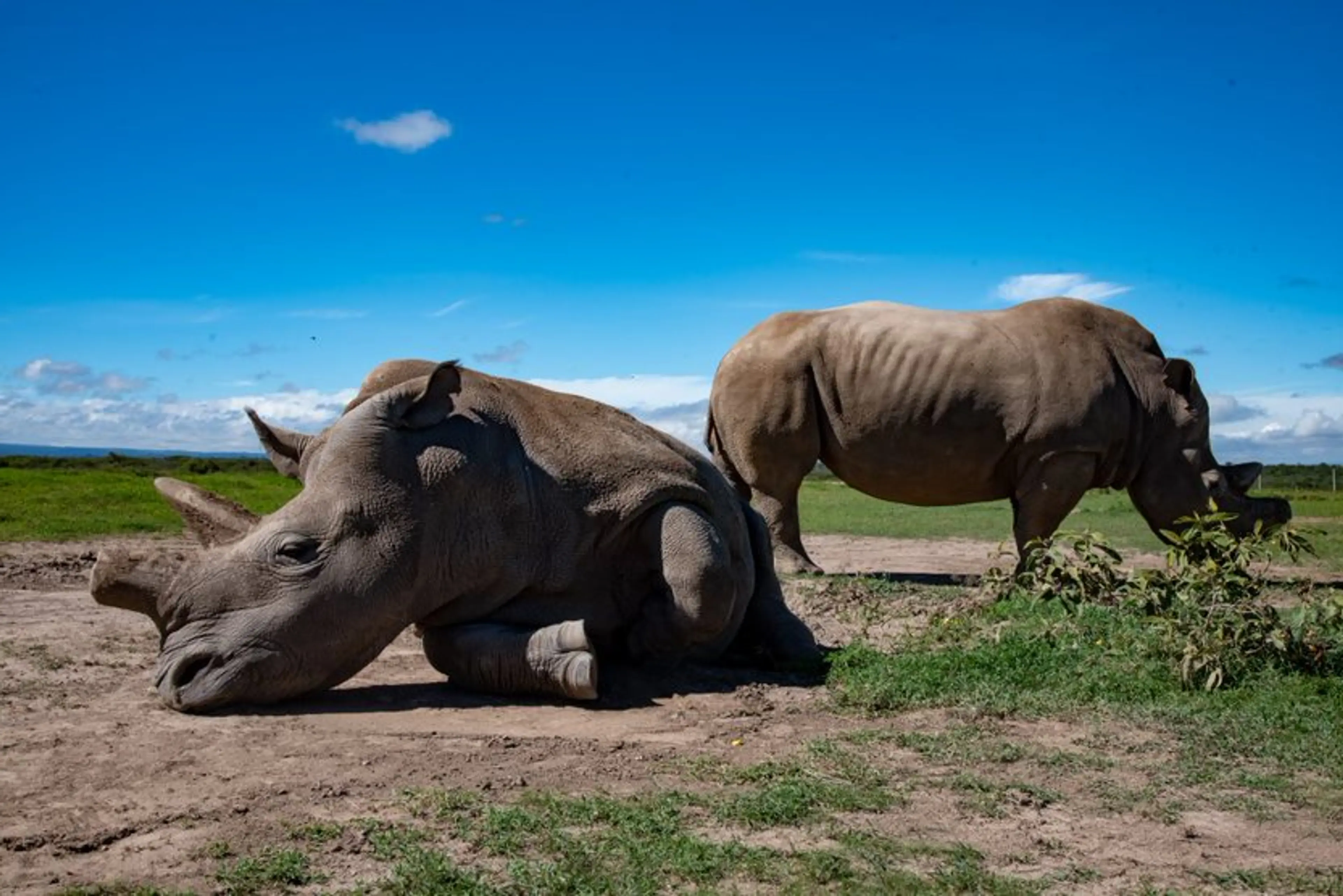 Ol Pejeta Conservancy