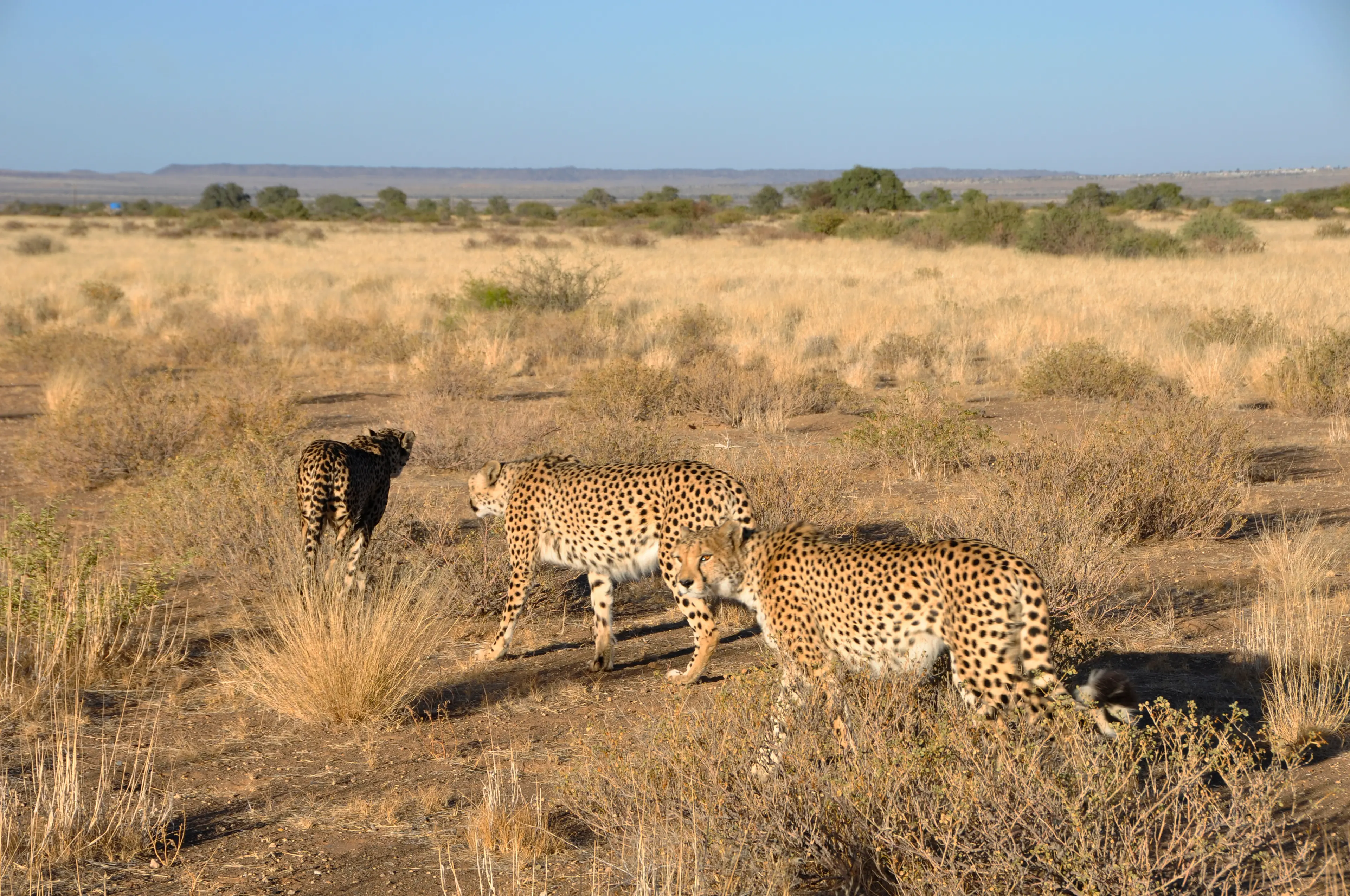 Otjiwarongo