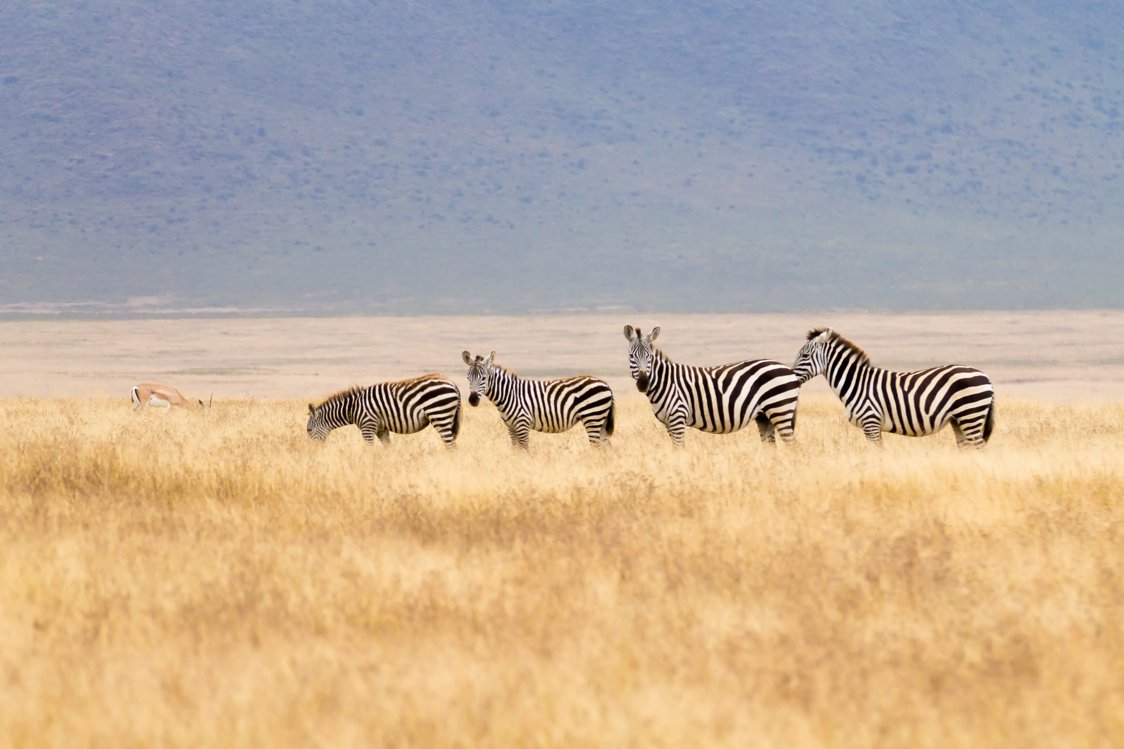 Ngorongoro Conservation Area