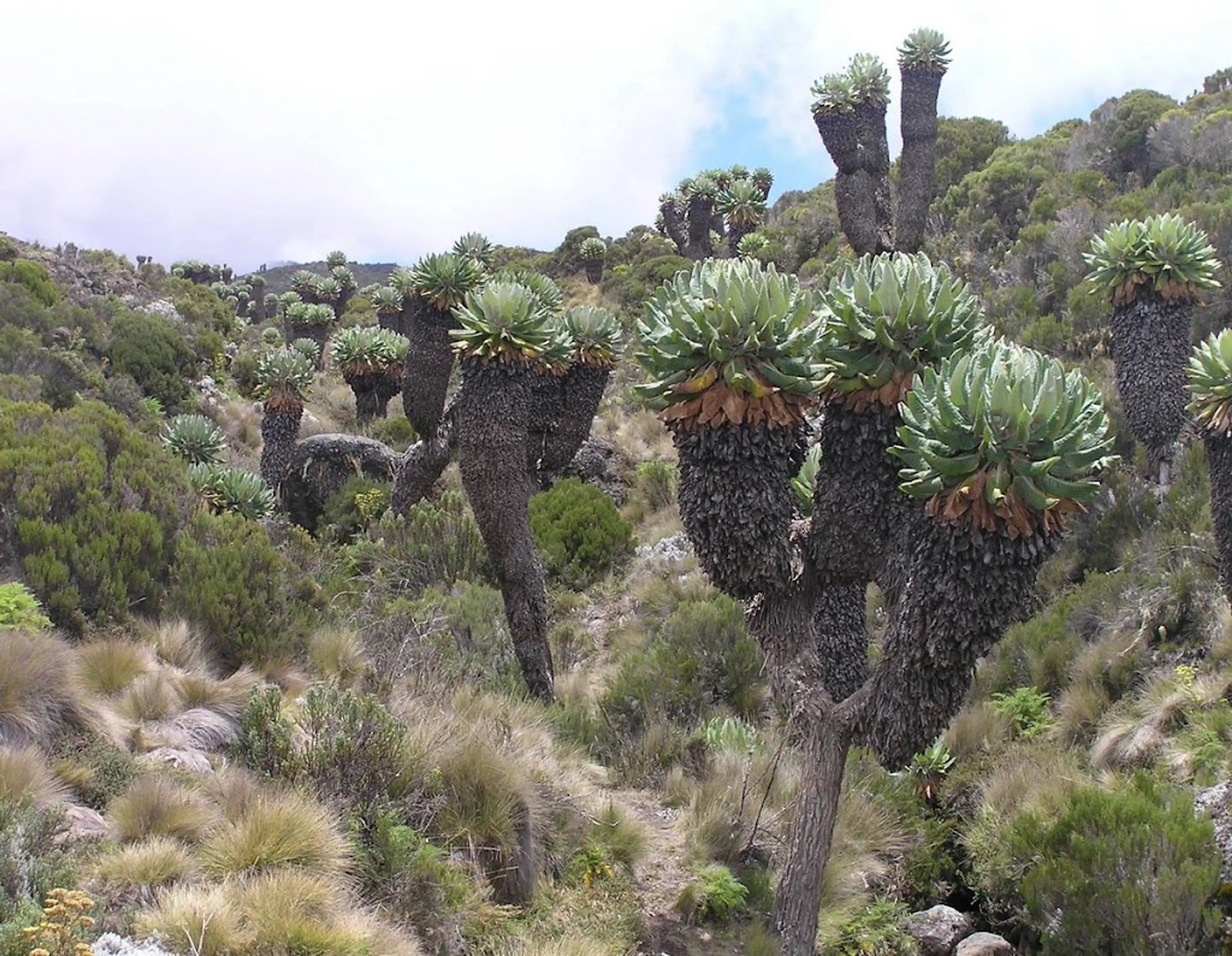 Mount Kilimanjaro