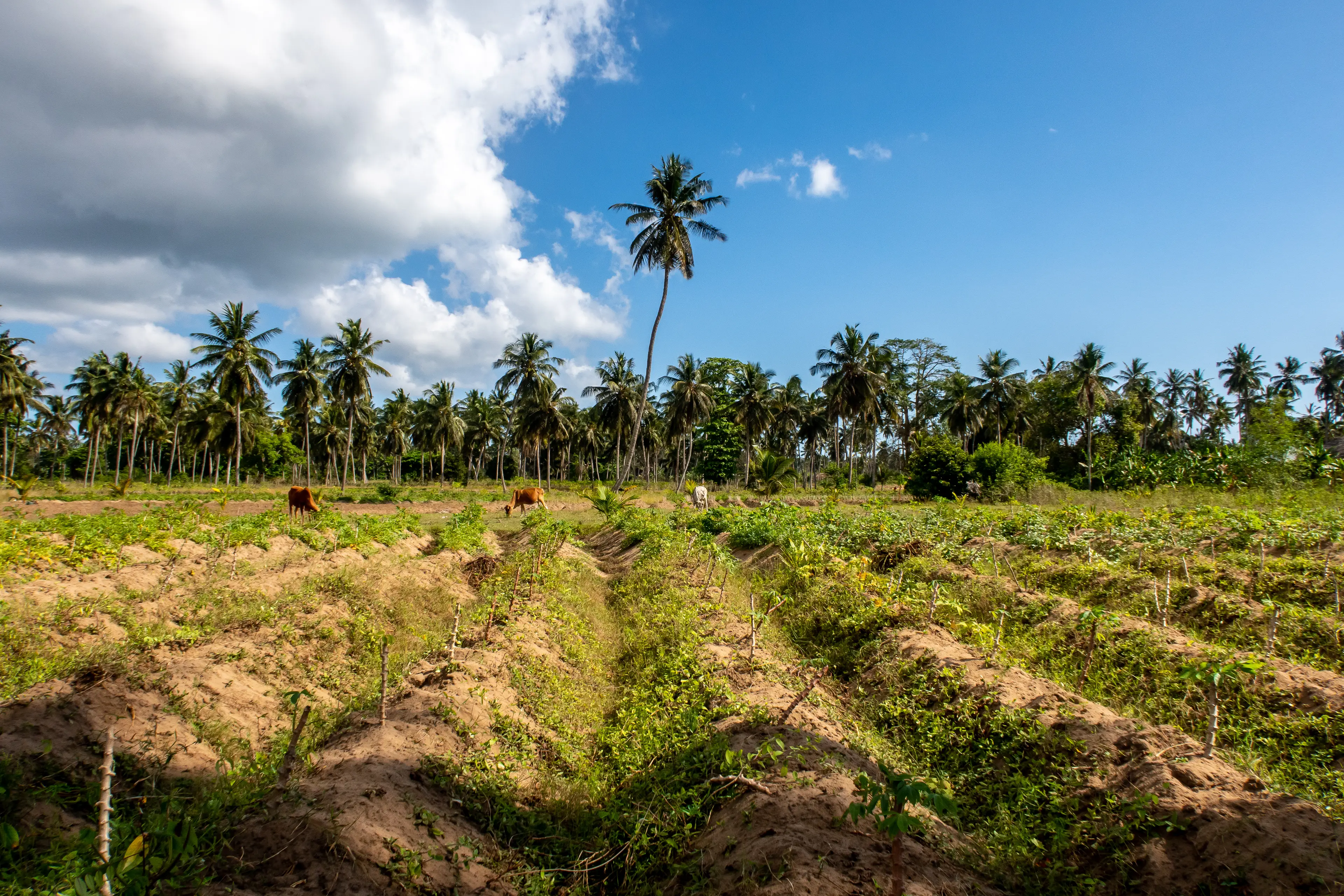 Pemba Island