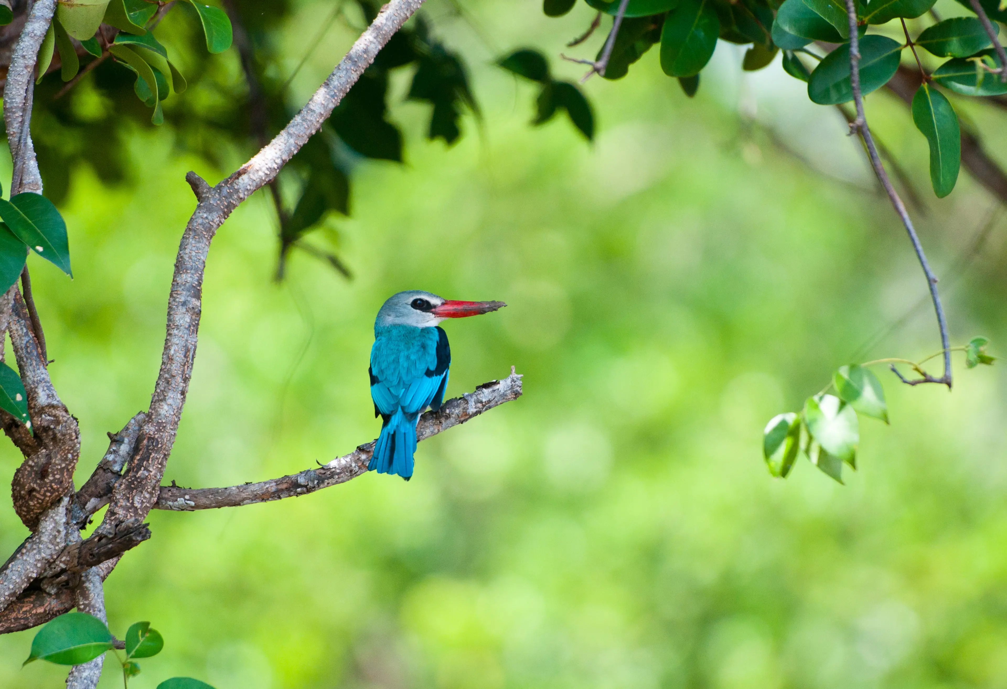 Saadani National Park