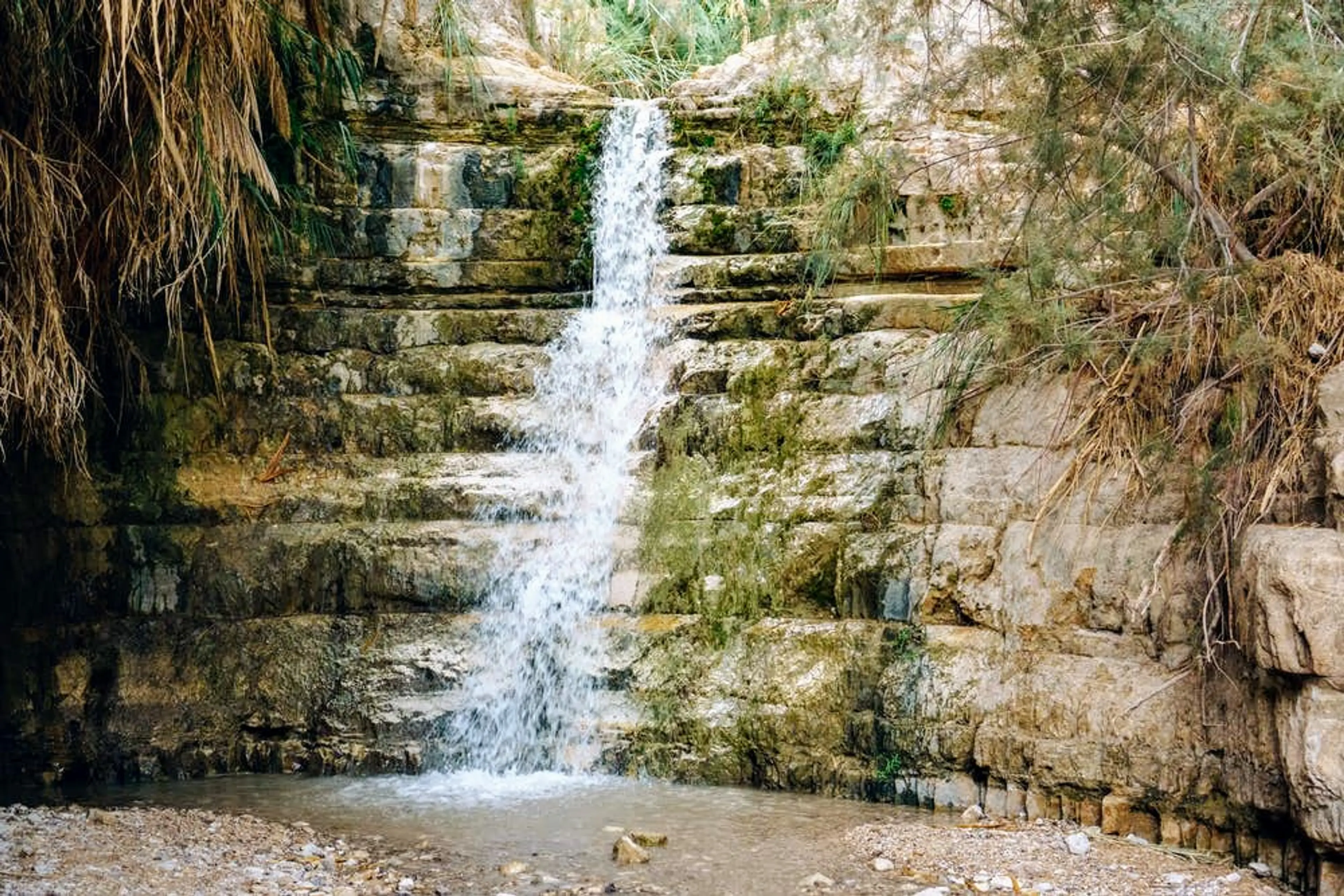 Ein Gedi