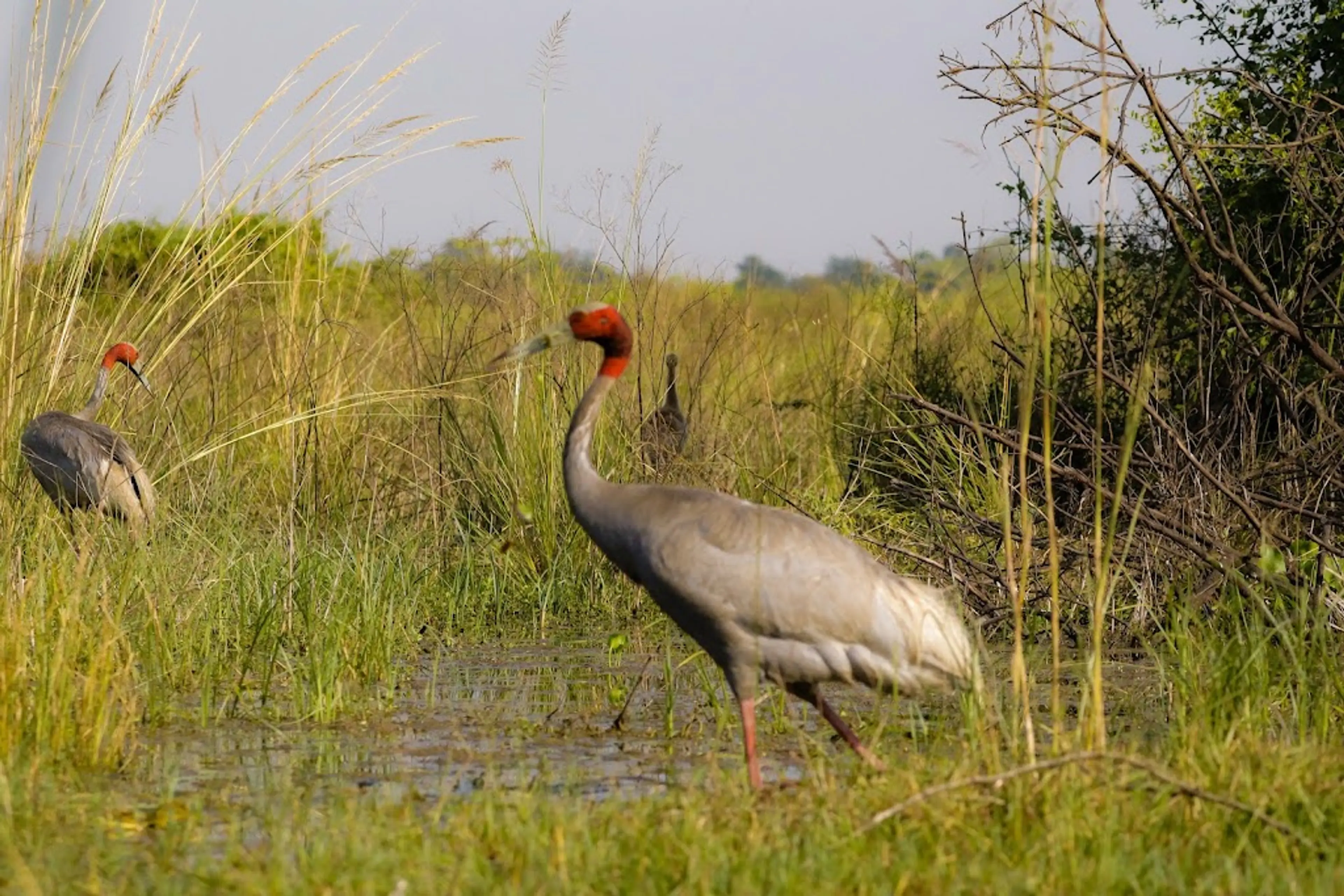 Bharatpur Bird Sanctuary