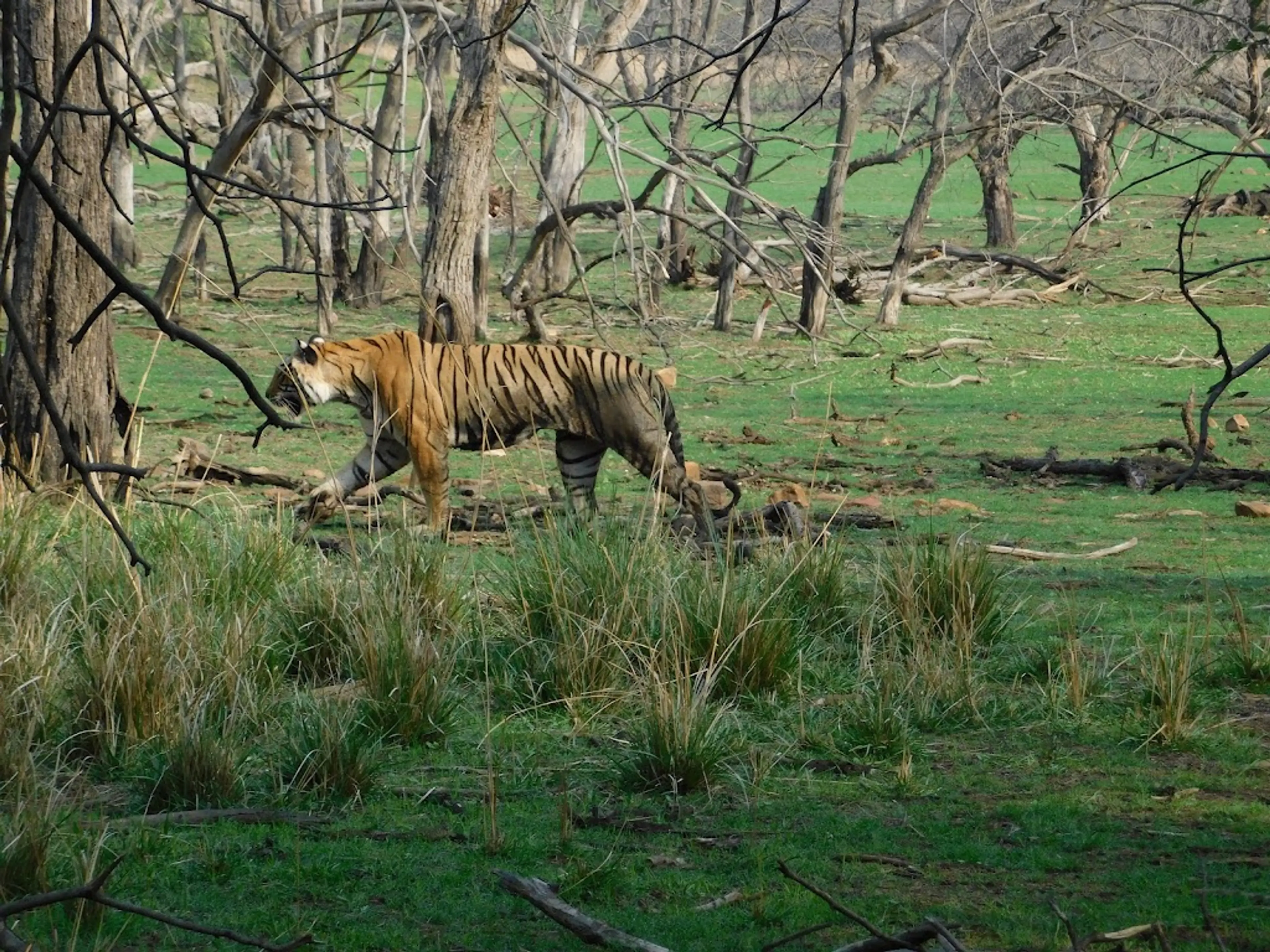 Ranthambore National Park