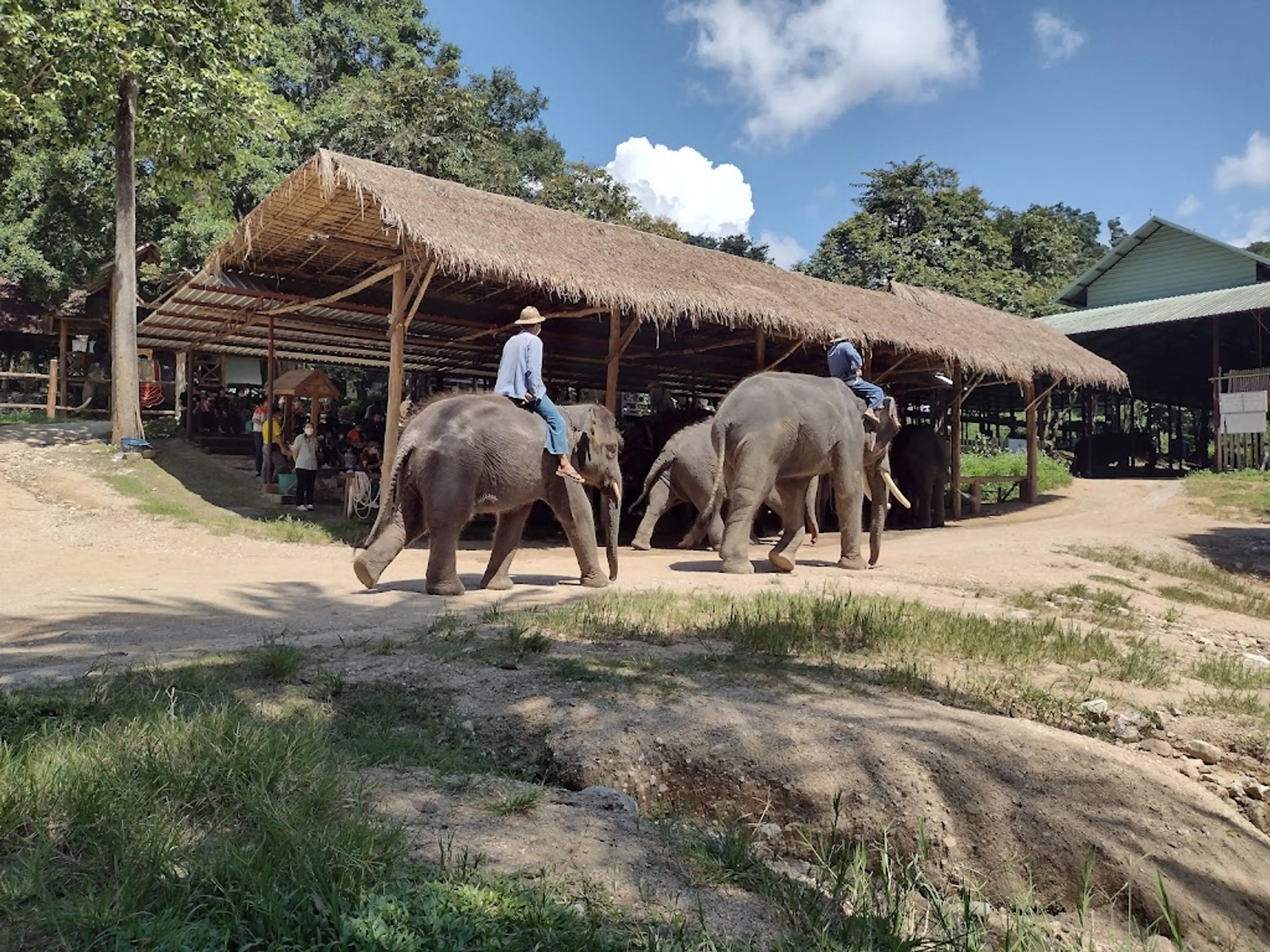 Lampang Elephant Conservation Center