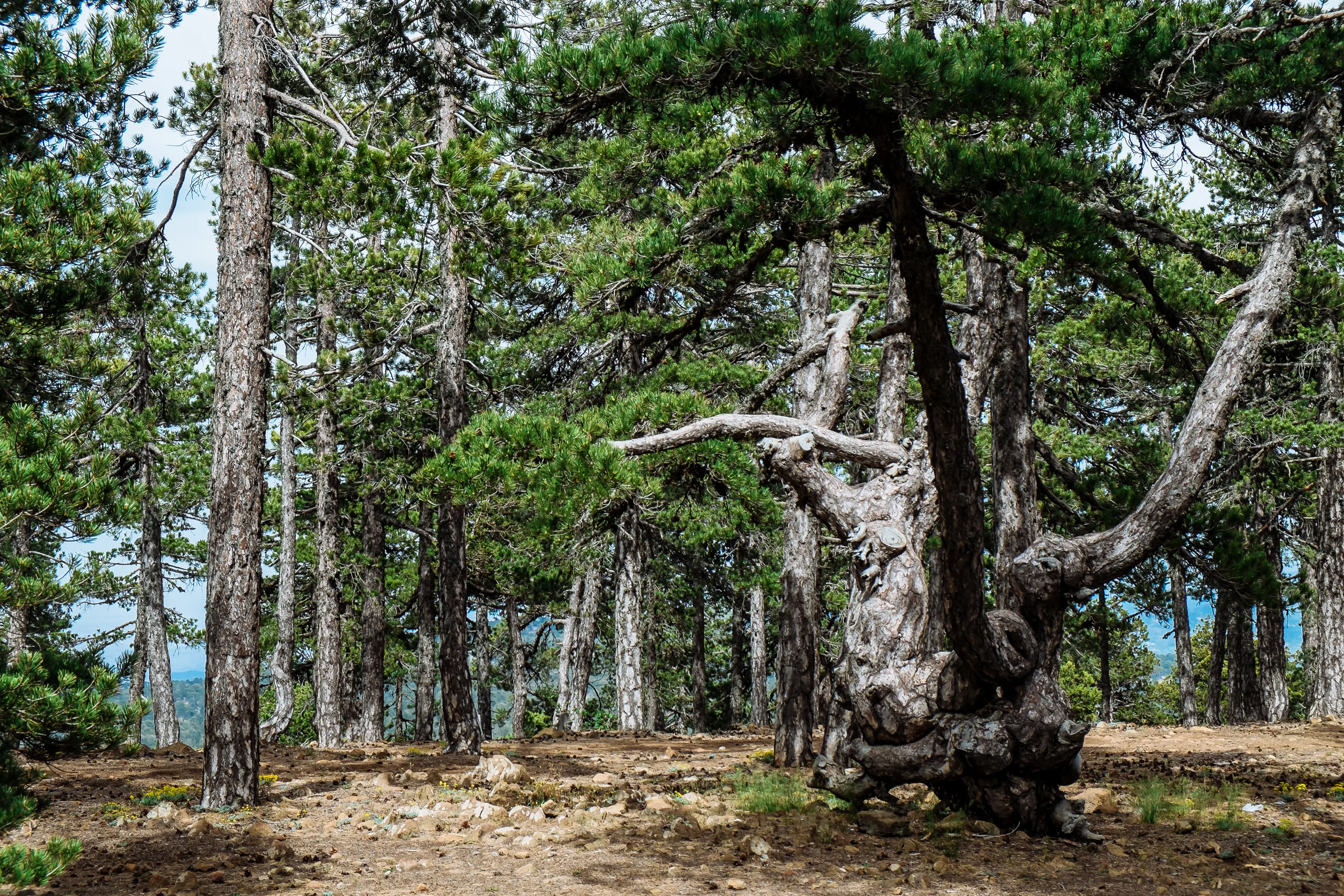 Troodos Mountains