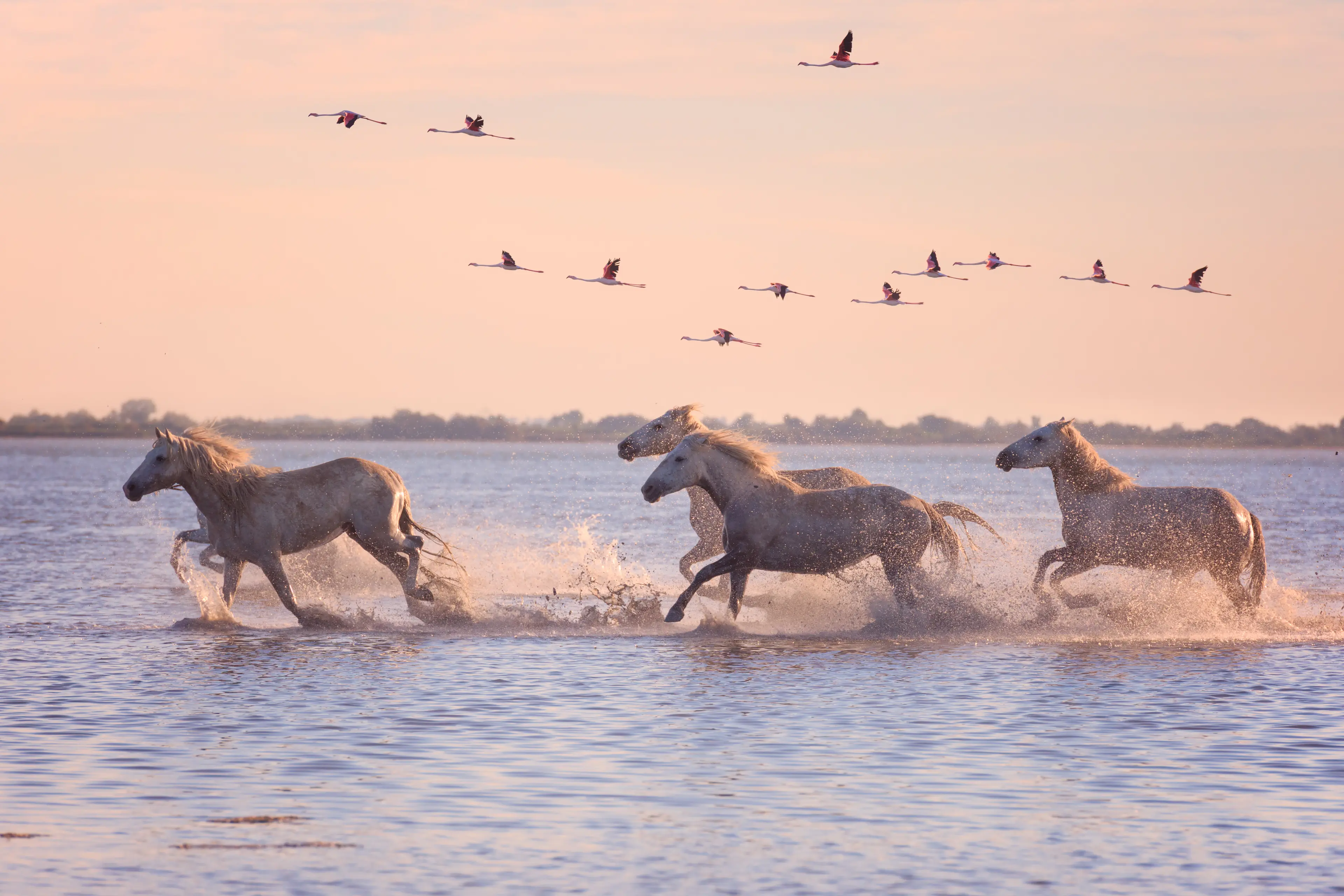 Camargue