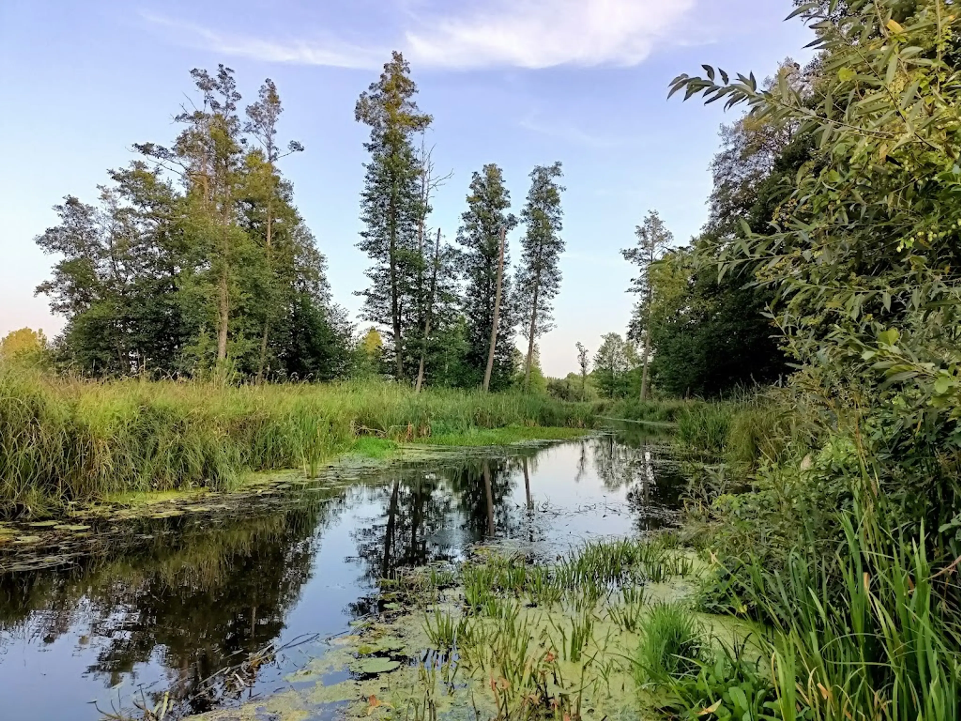 Bialowieza Forest