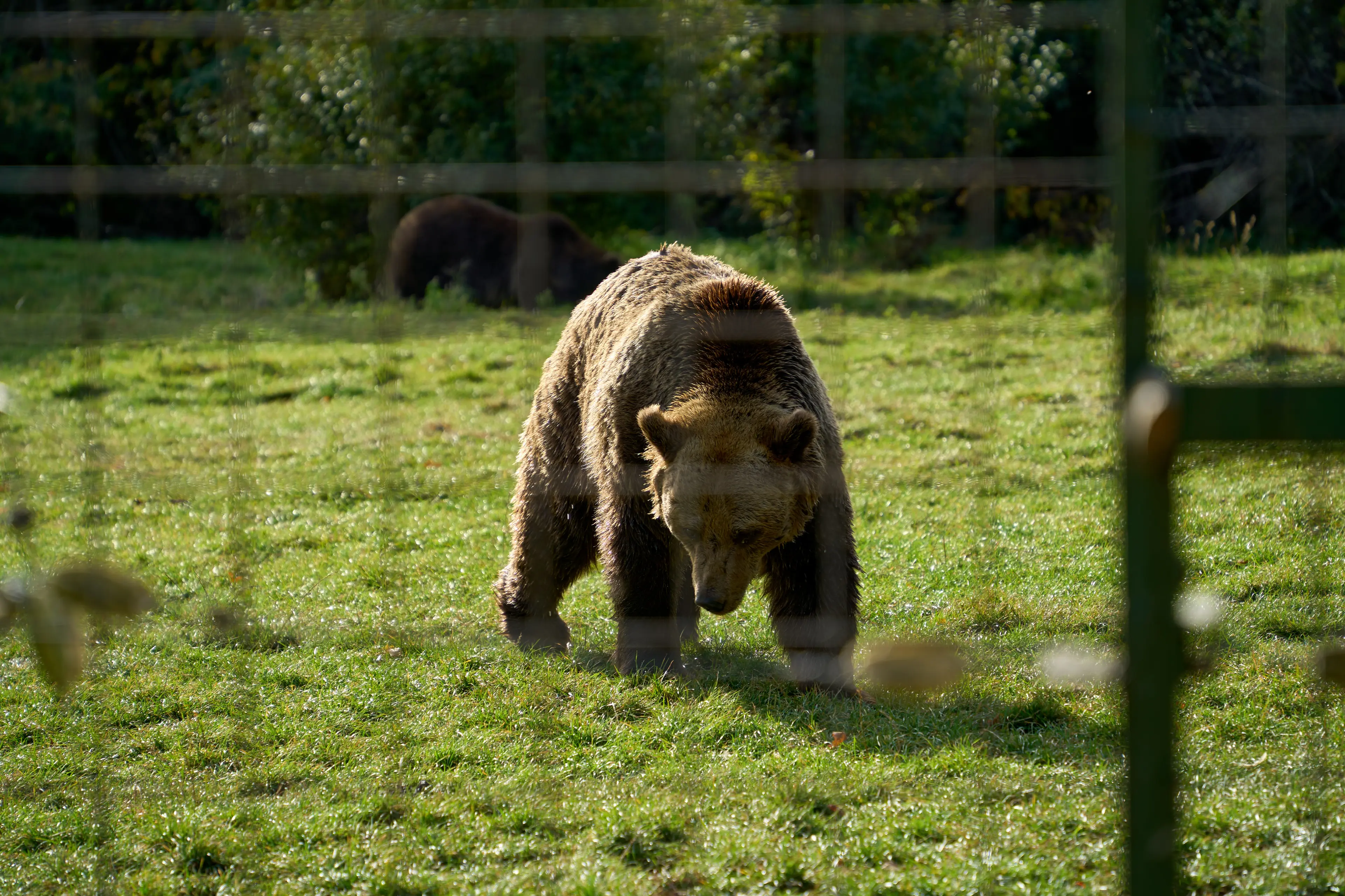 Libearty Bear Sanctuary