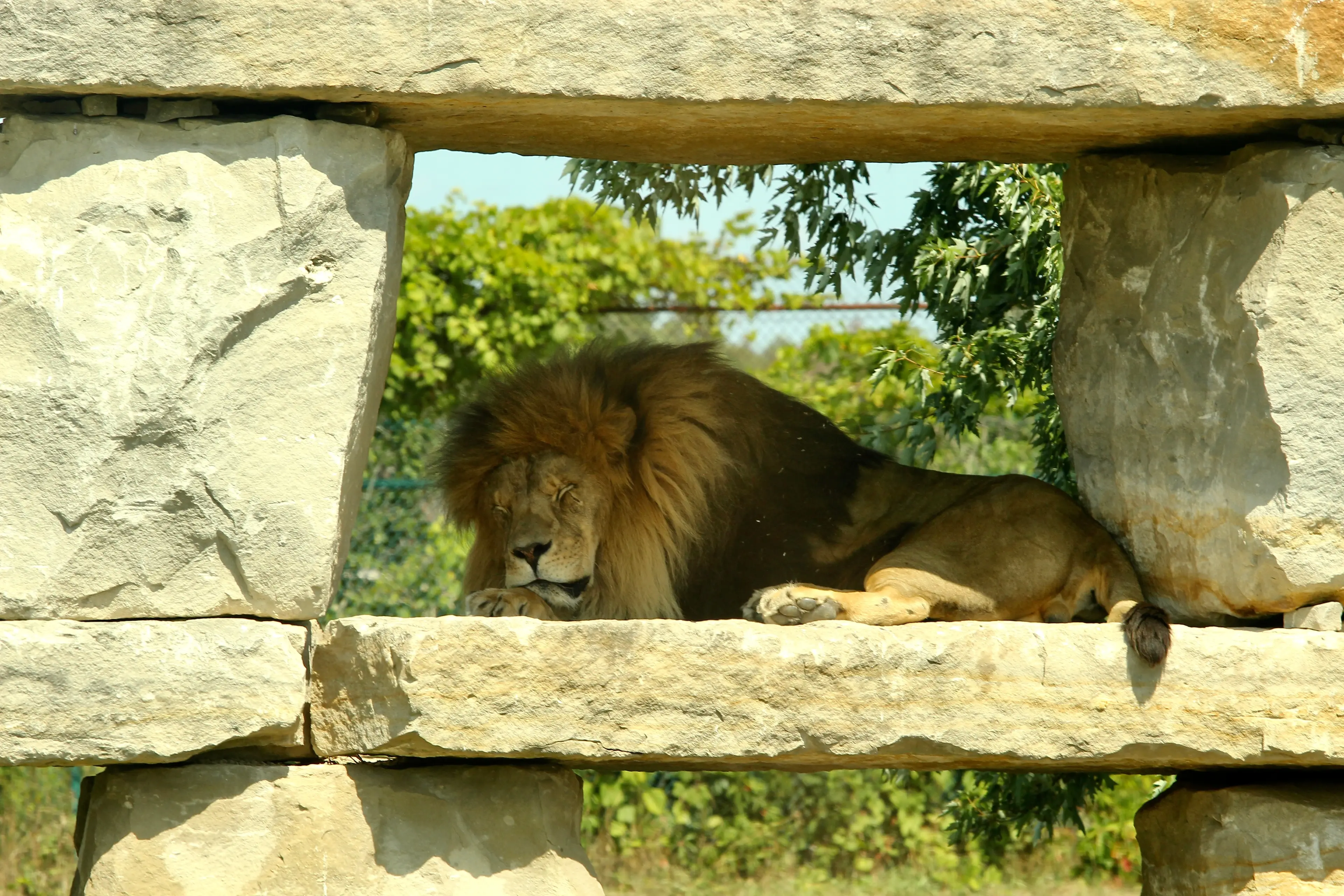 African Lion Safari