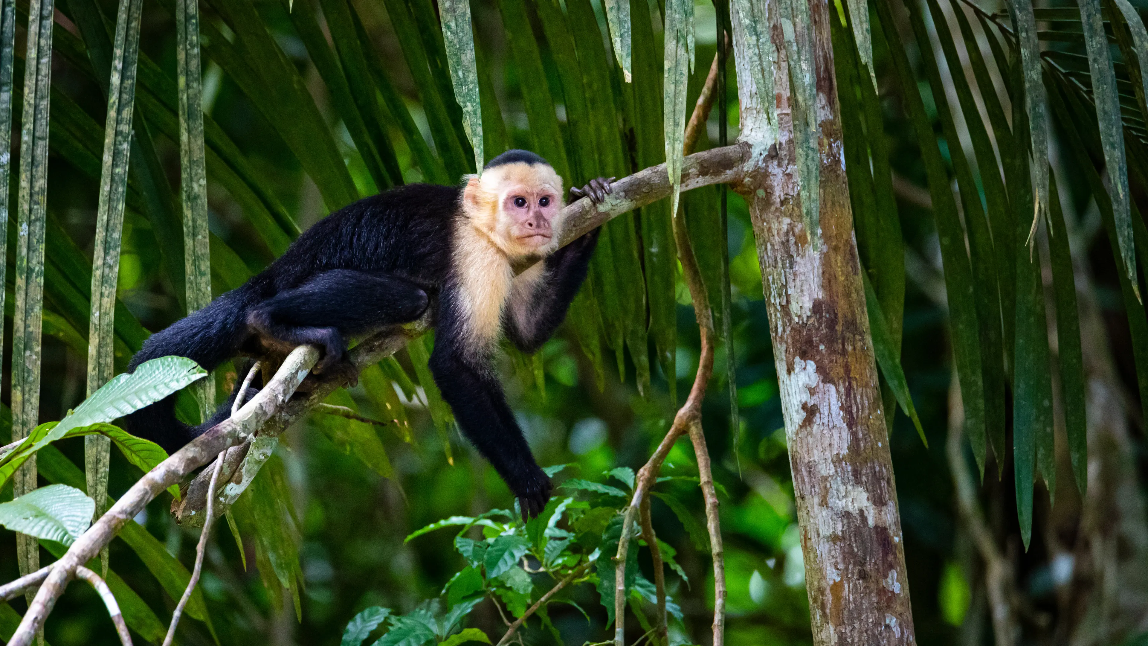 Manuel Antonio National Park