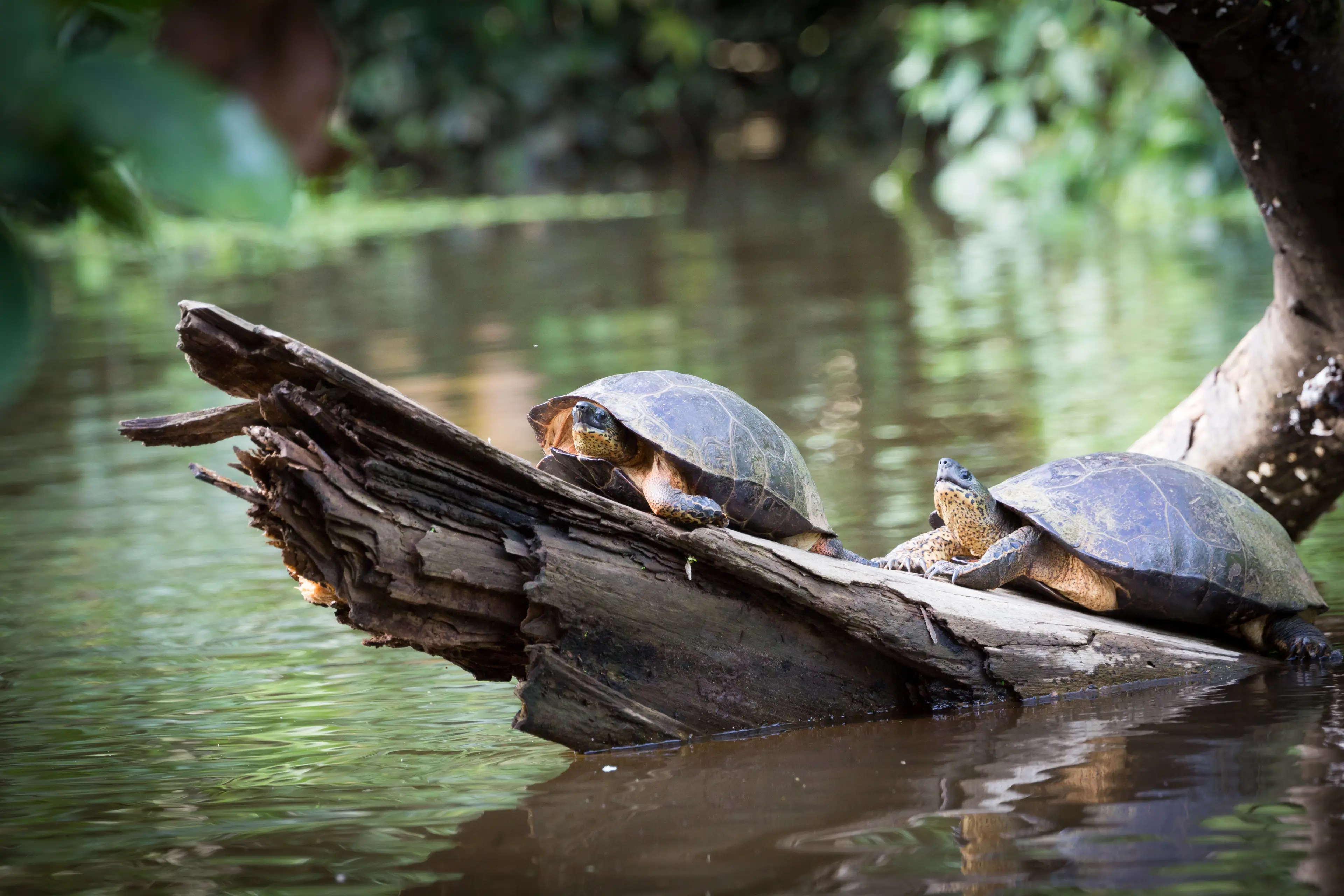 Tortuguero National Park