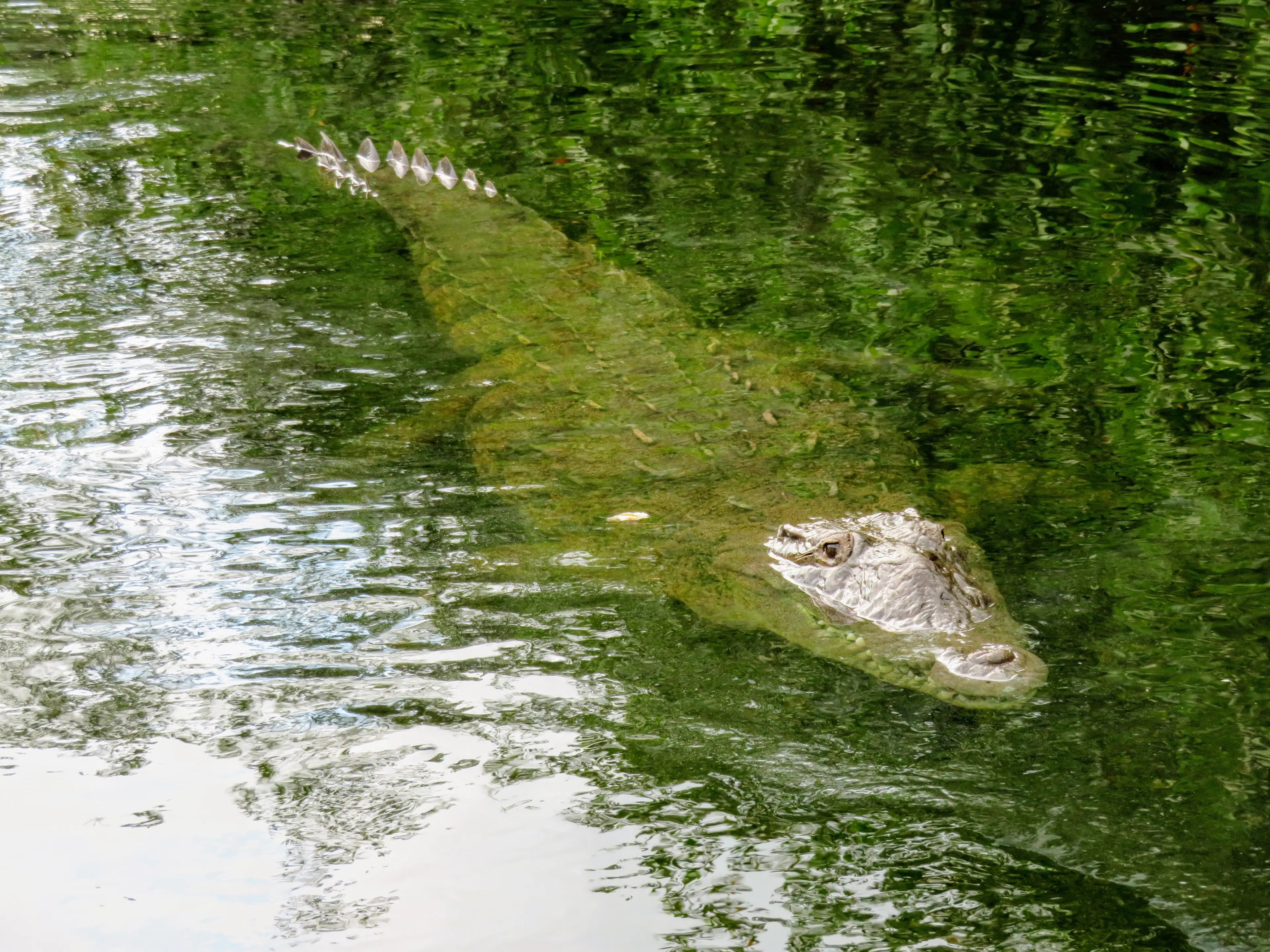 Black River Safari