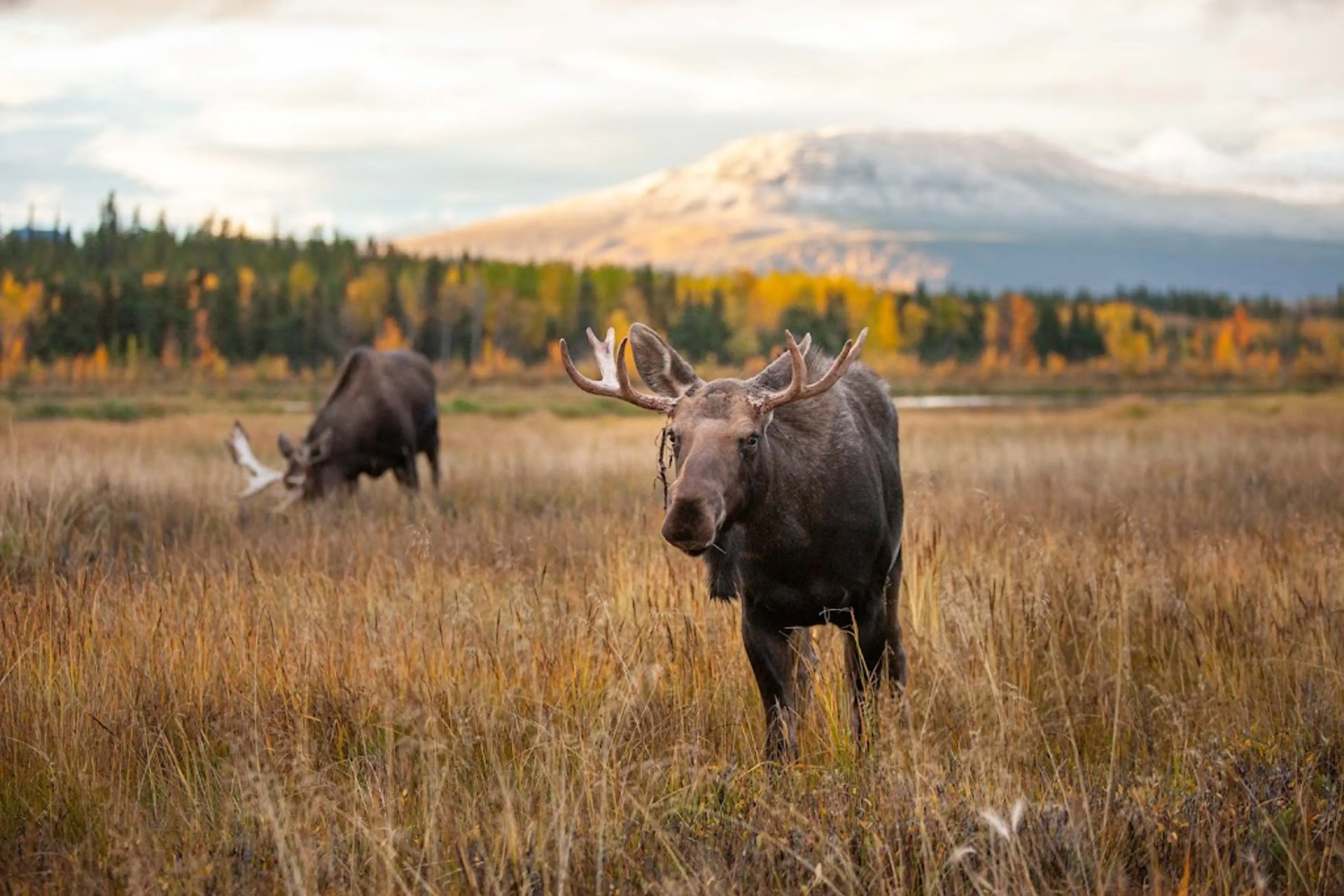 Yukon Wildlife Preserve