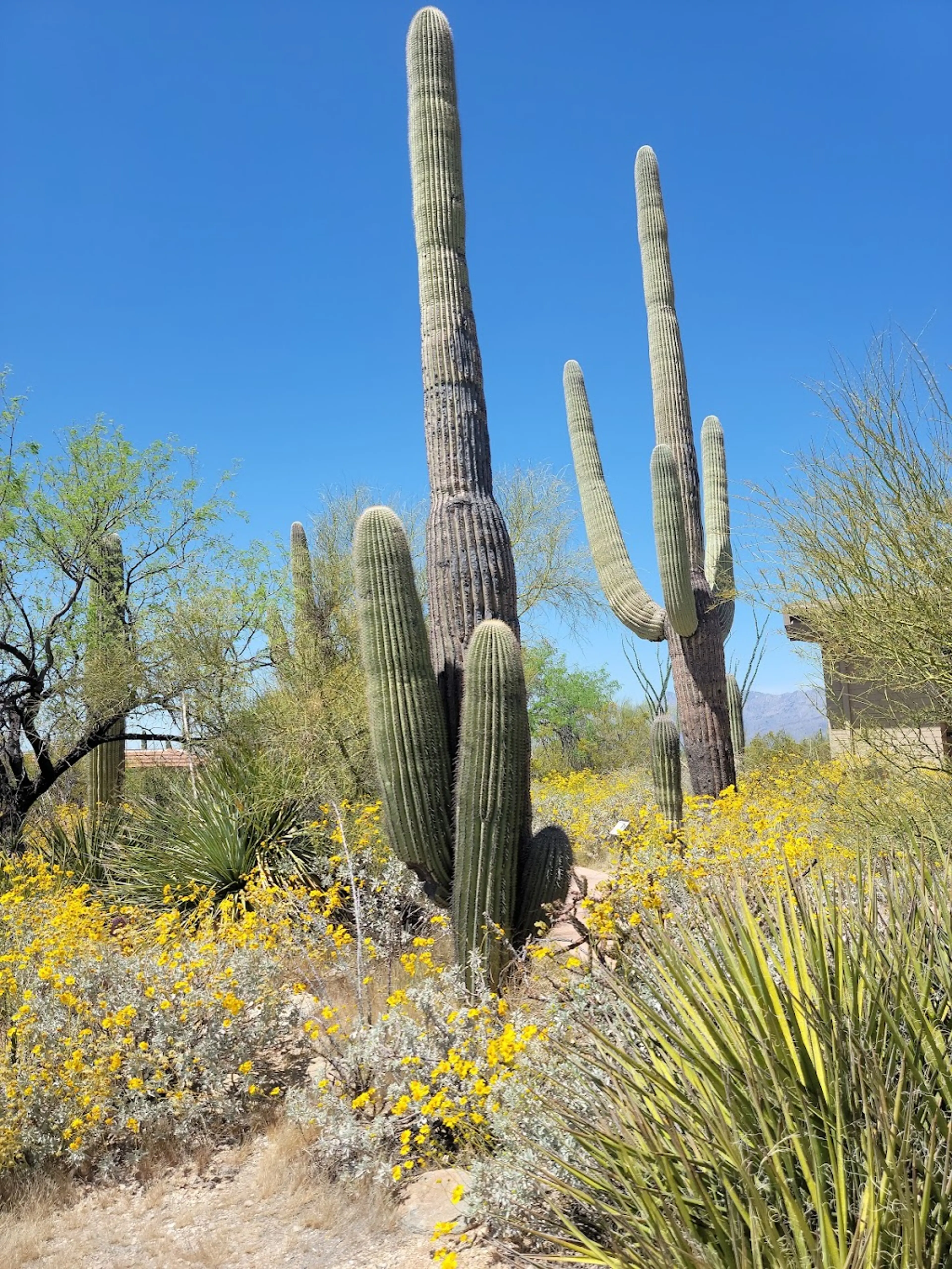 Saguaro National Park