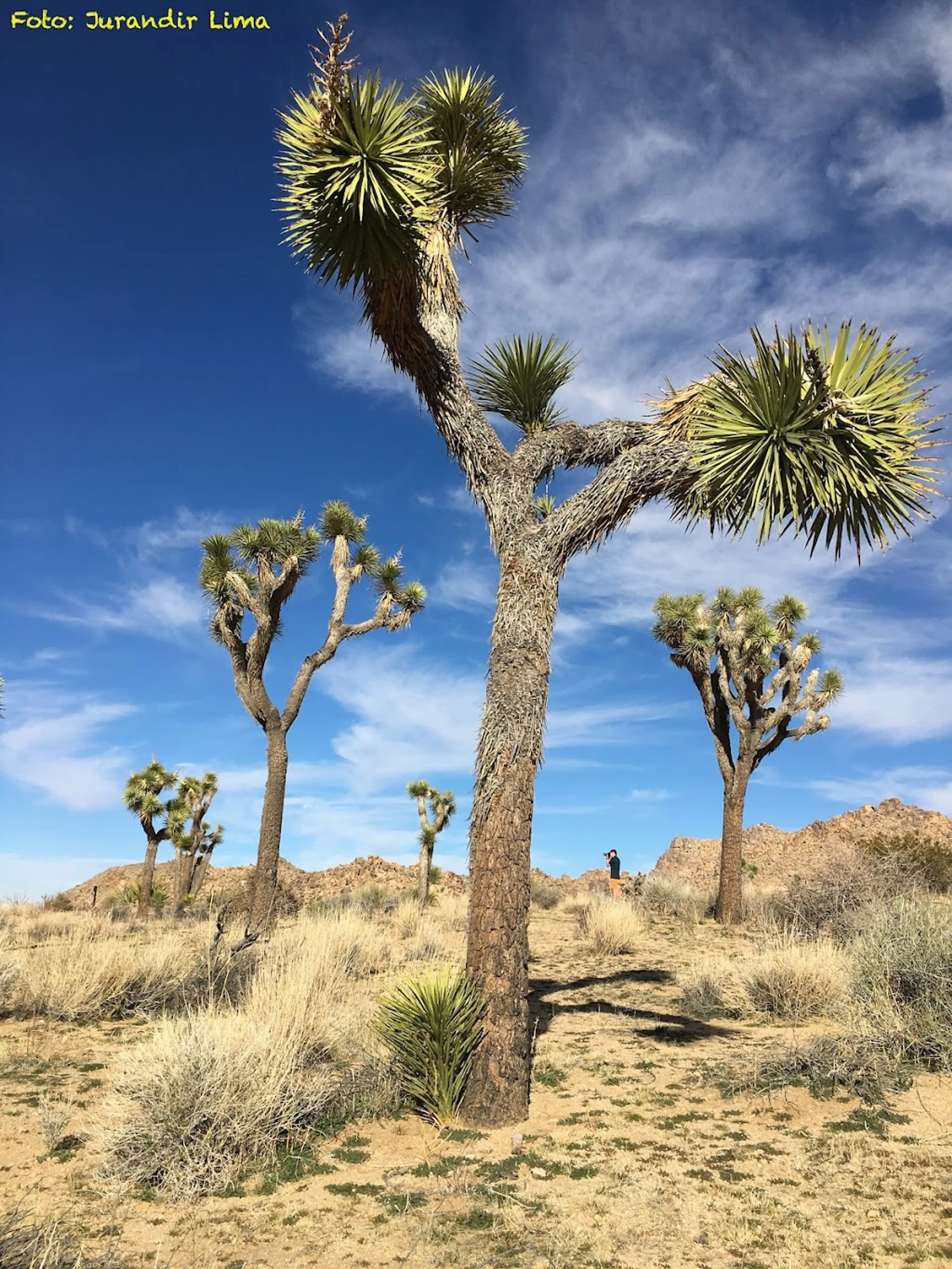 Joshua Tree National Park