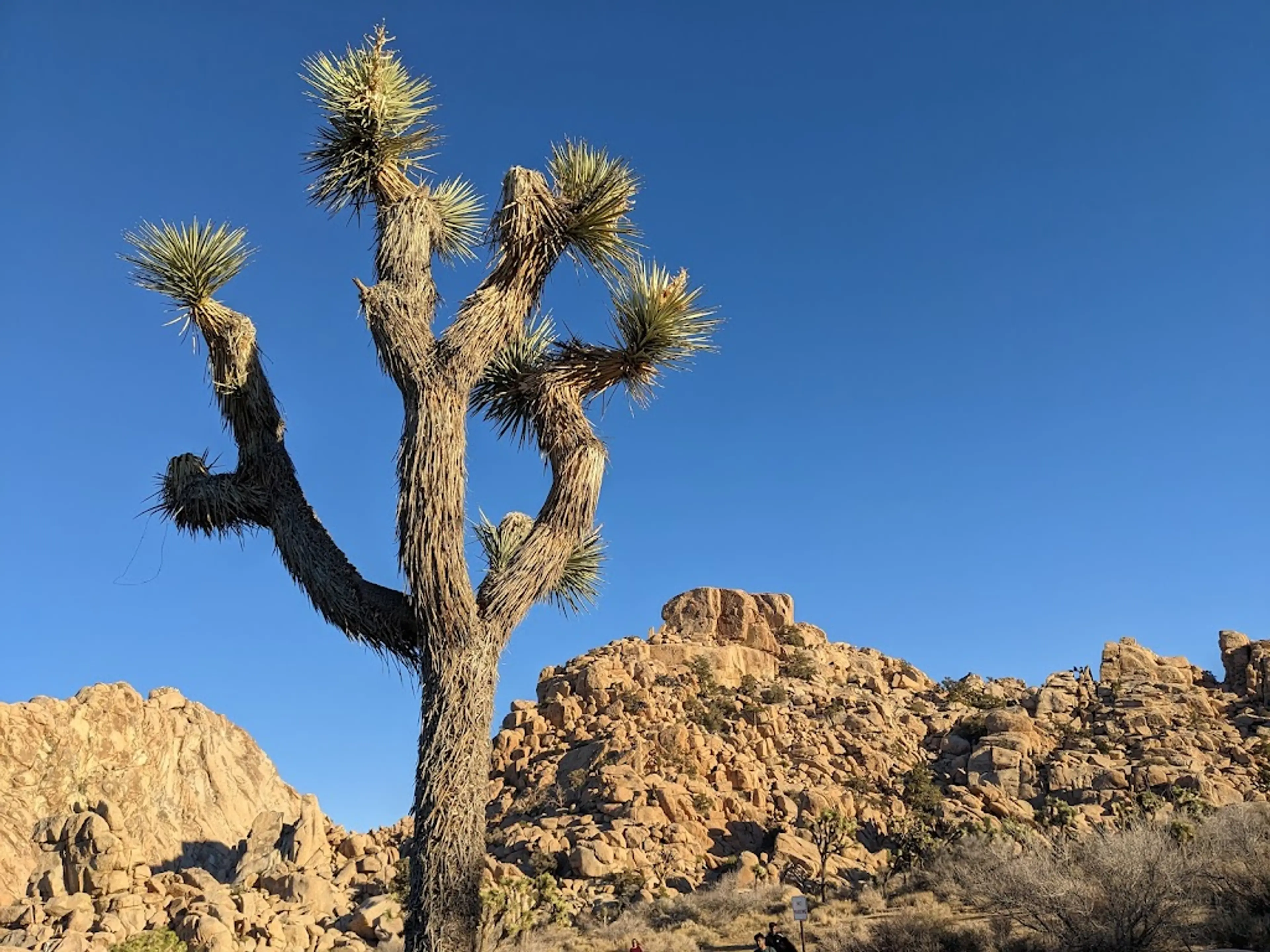 Joshua Tree National Park