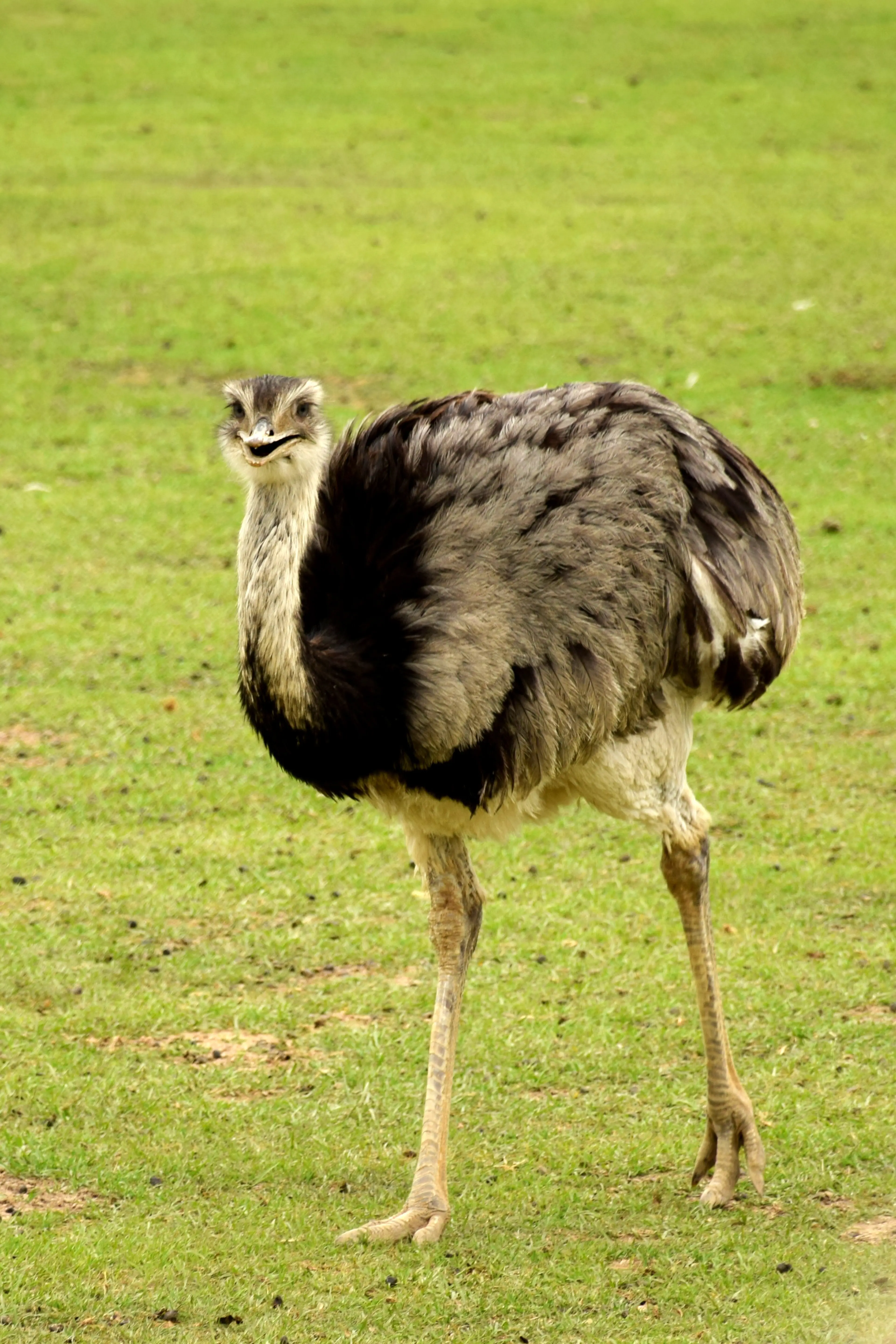 Global Wildlife Center