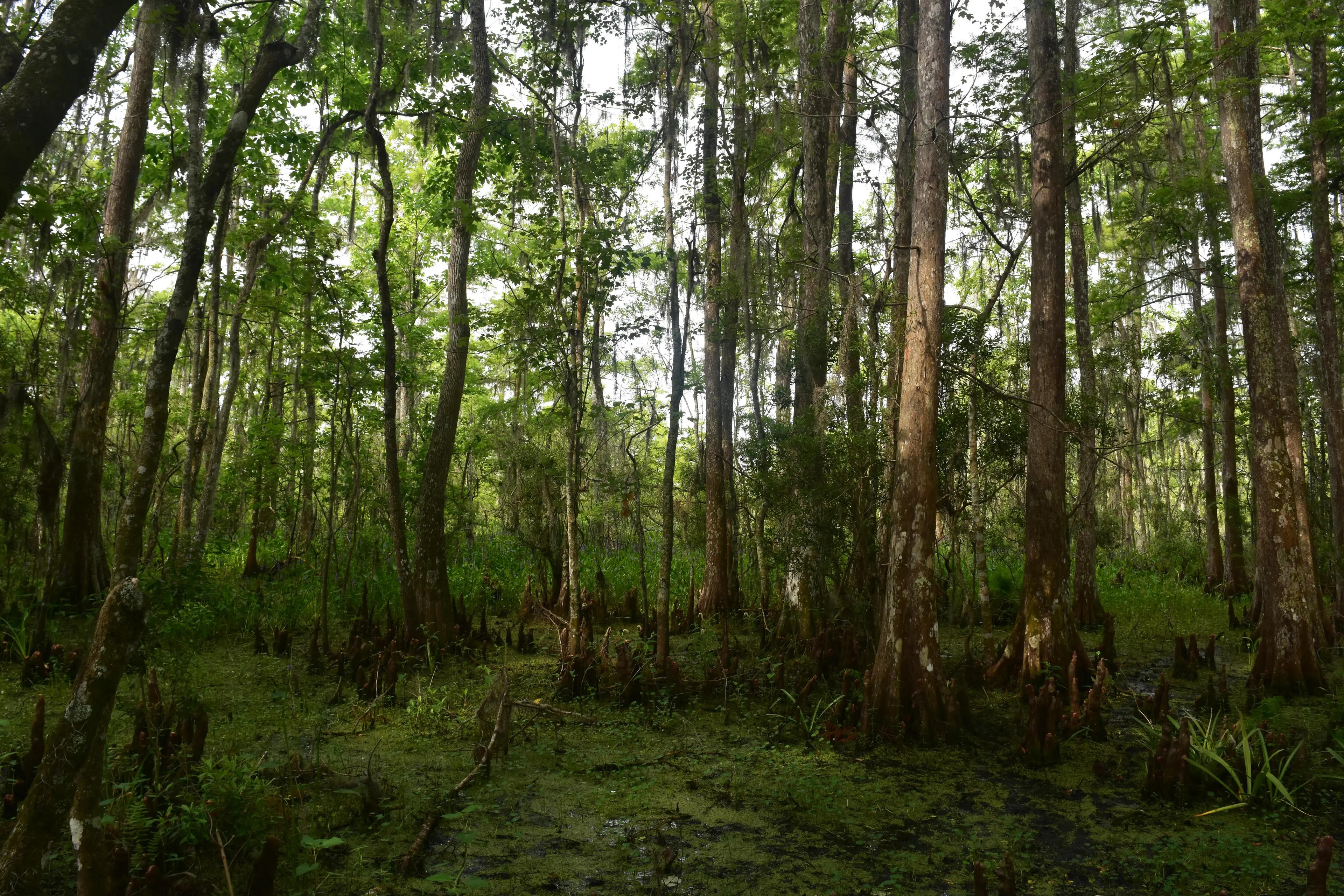 Jean Lafitte National Historical Park and Preserve