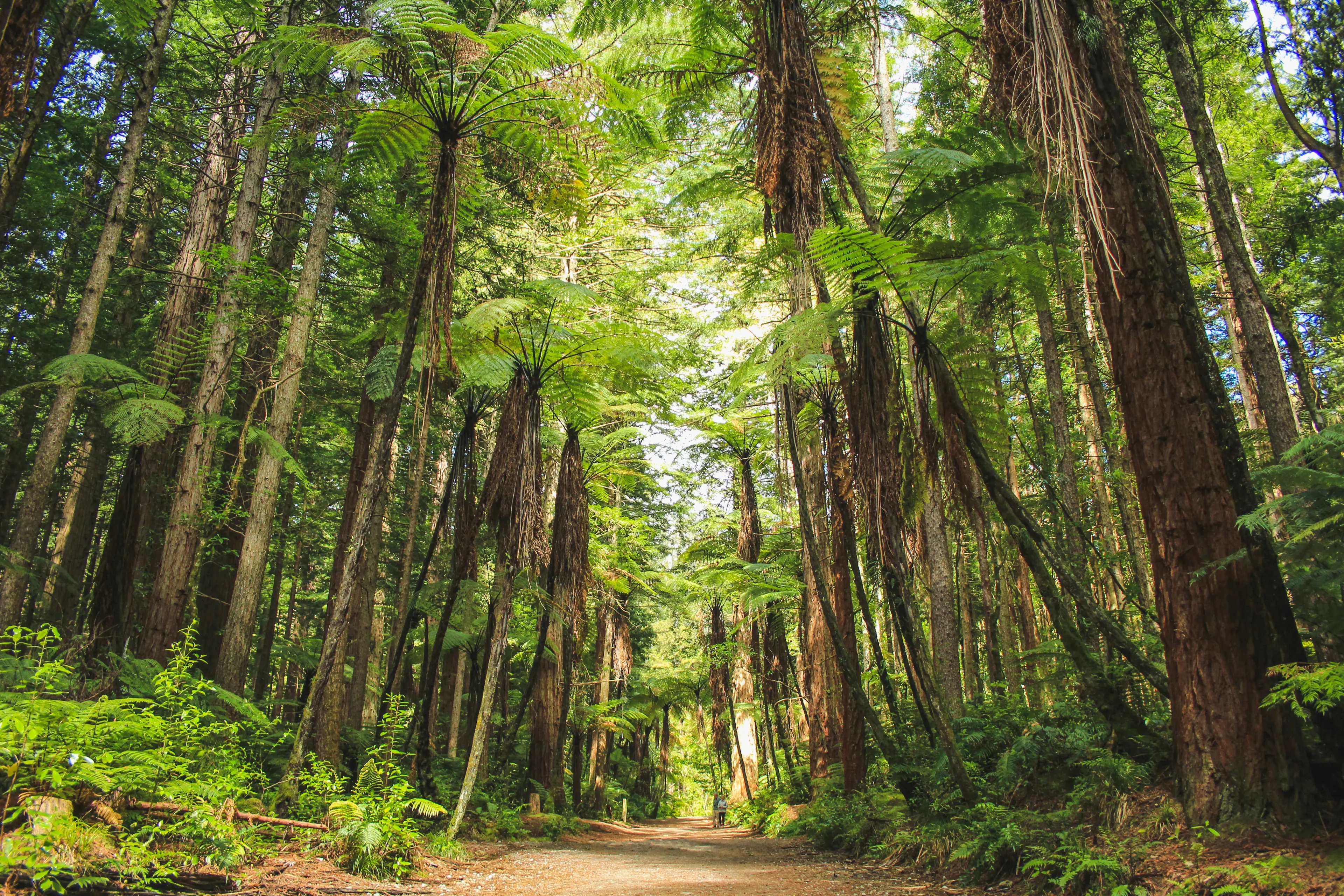 Whakarewarewa Forest