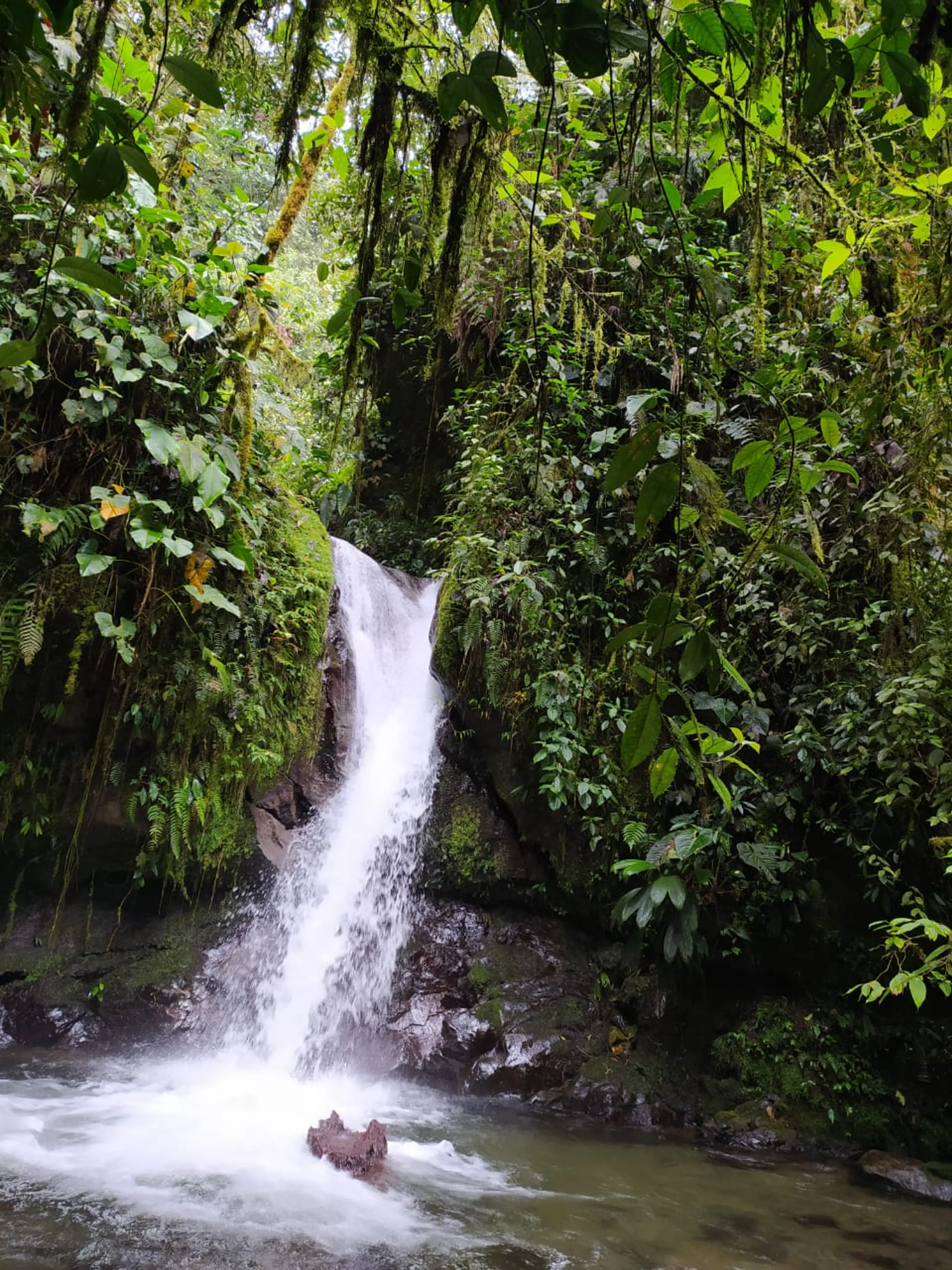 Mindo Cloud Forest