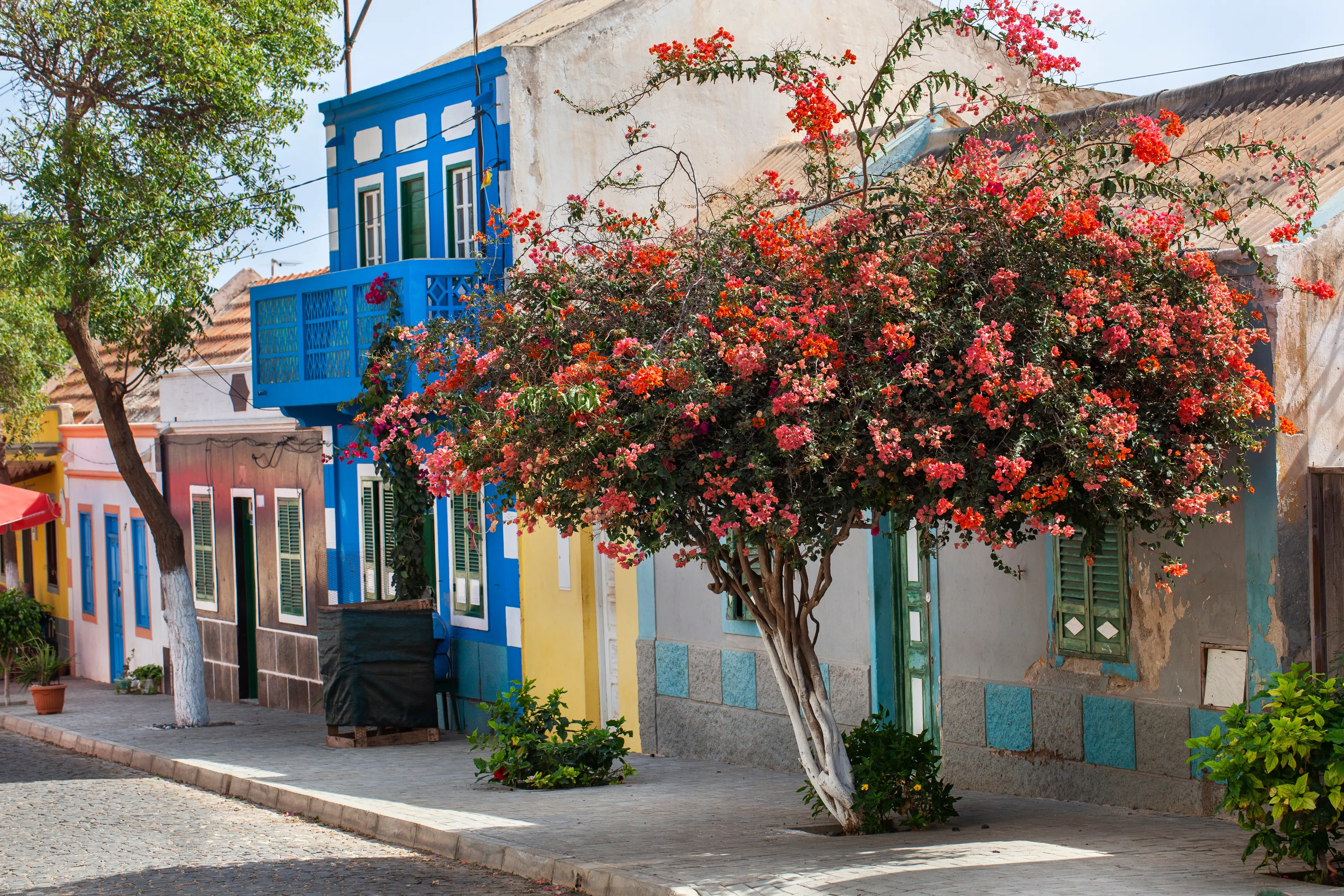 Street with colorful houses and red flowering tree