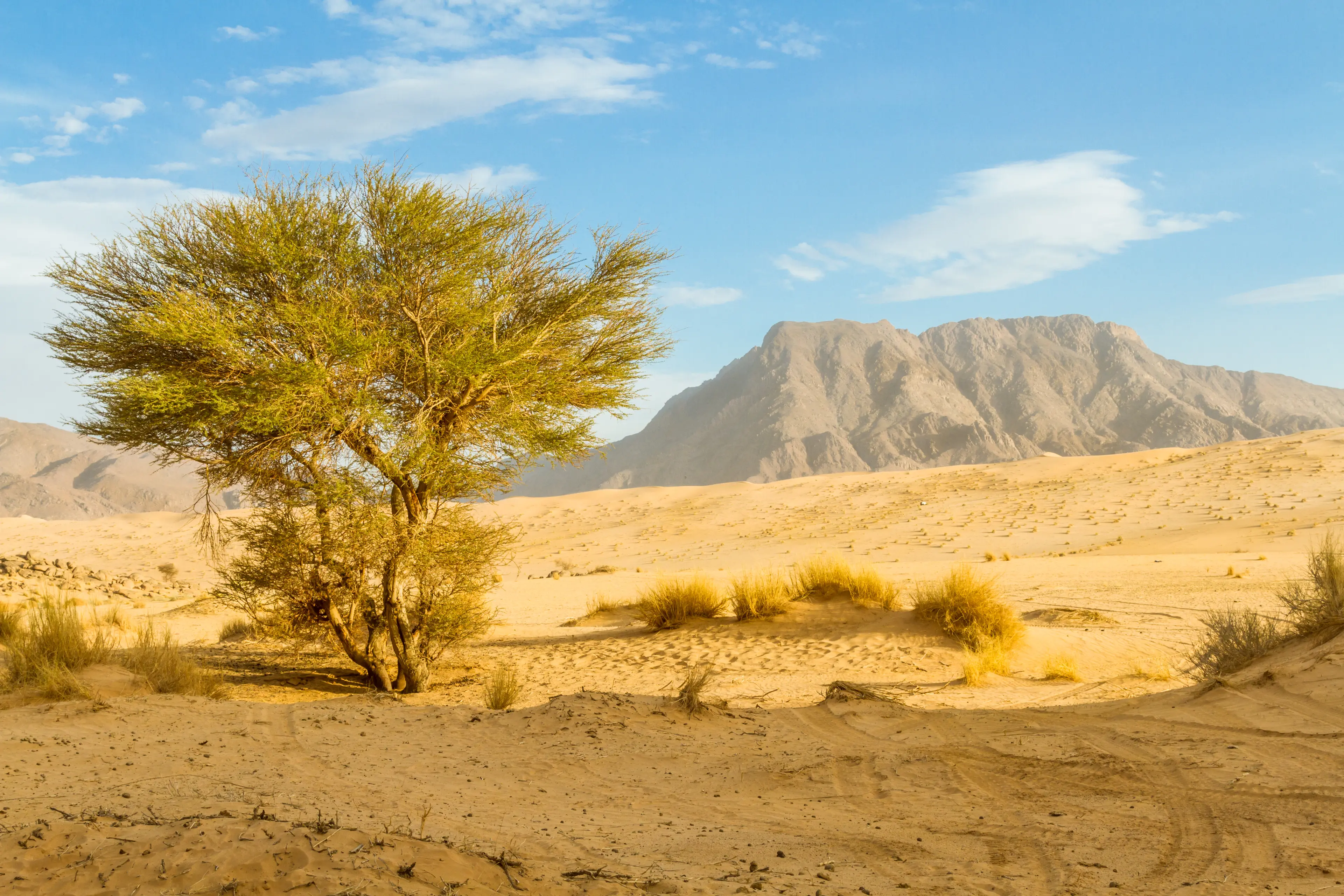 Very rare coniferous tree in the Sahara desert