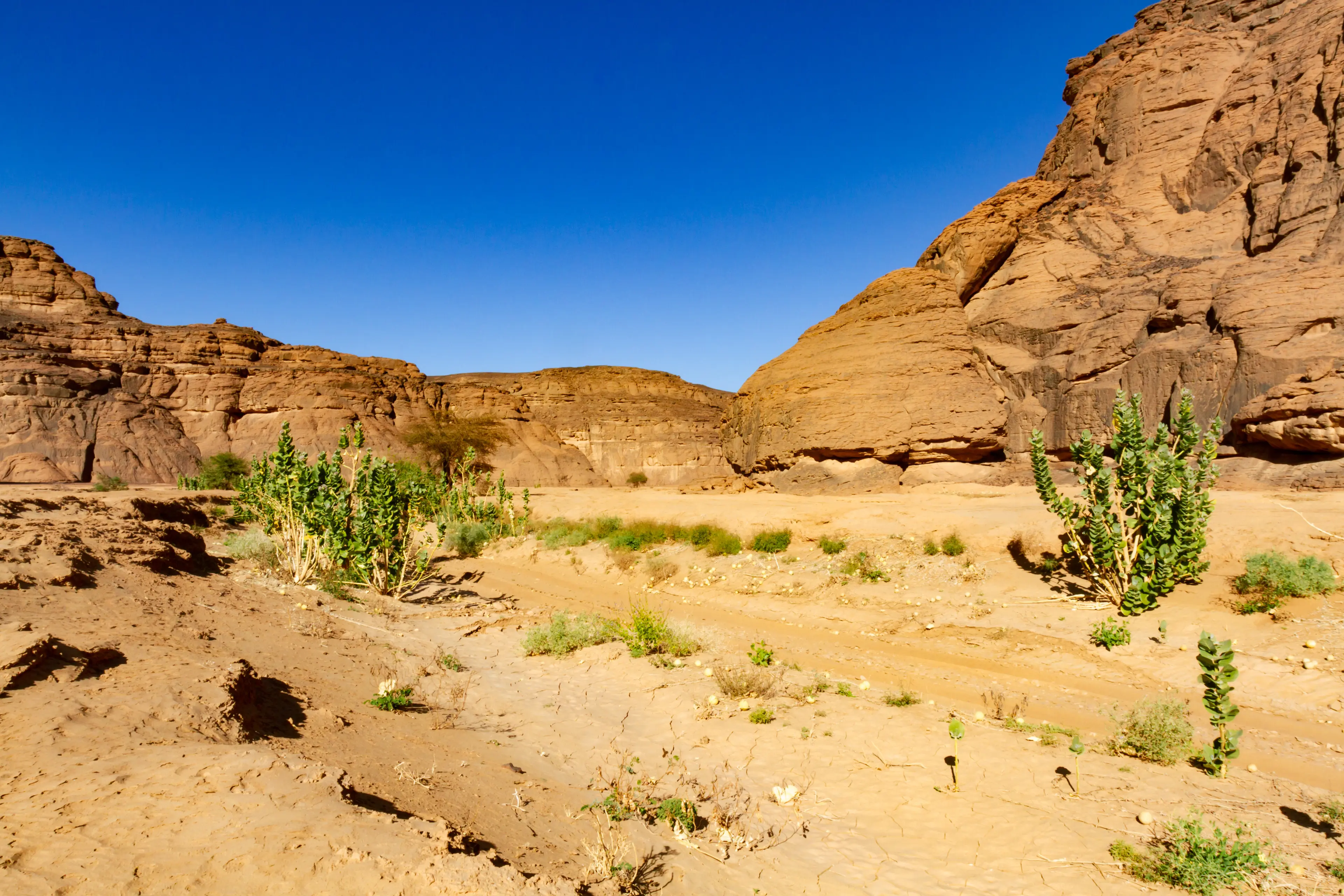 3-Day Solo Adventure: Uncharted Paths in Tassili n’Ajjer, Algeria