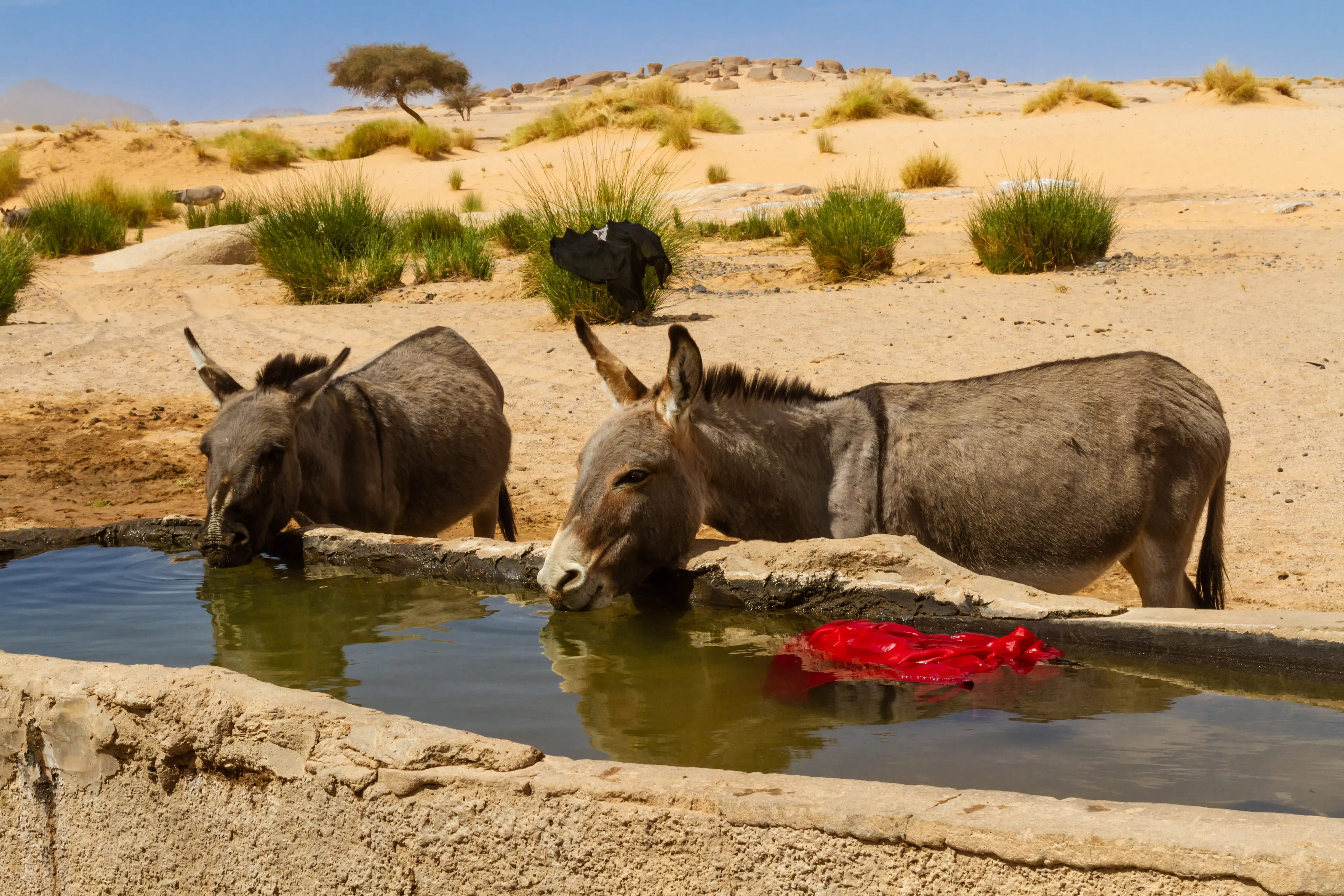 Donkeys drinking water from a stony water trough by the well in the Sahara desert.