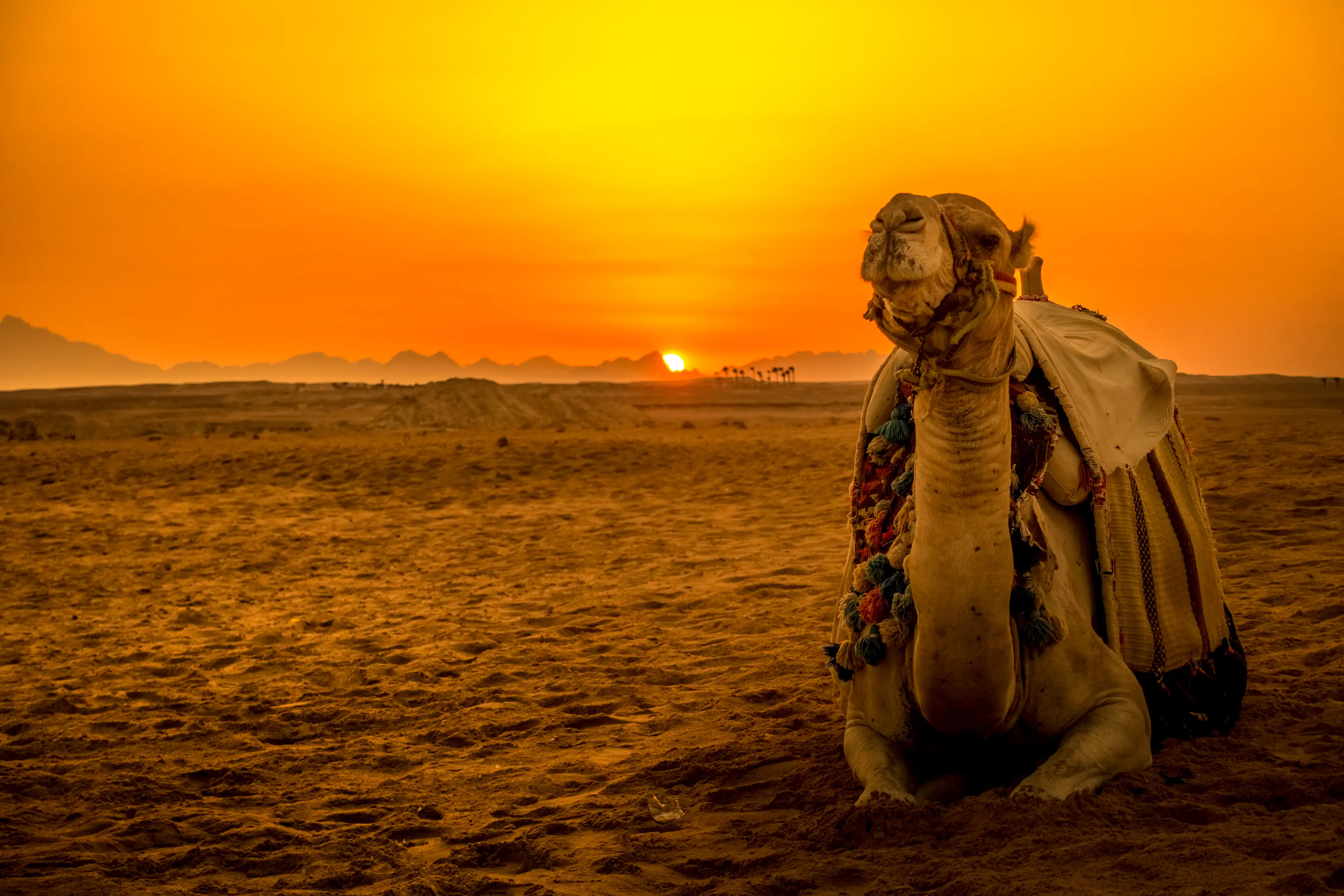 Camel lounging in the sand