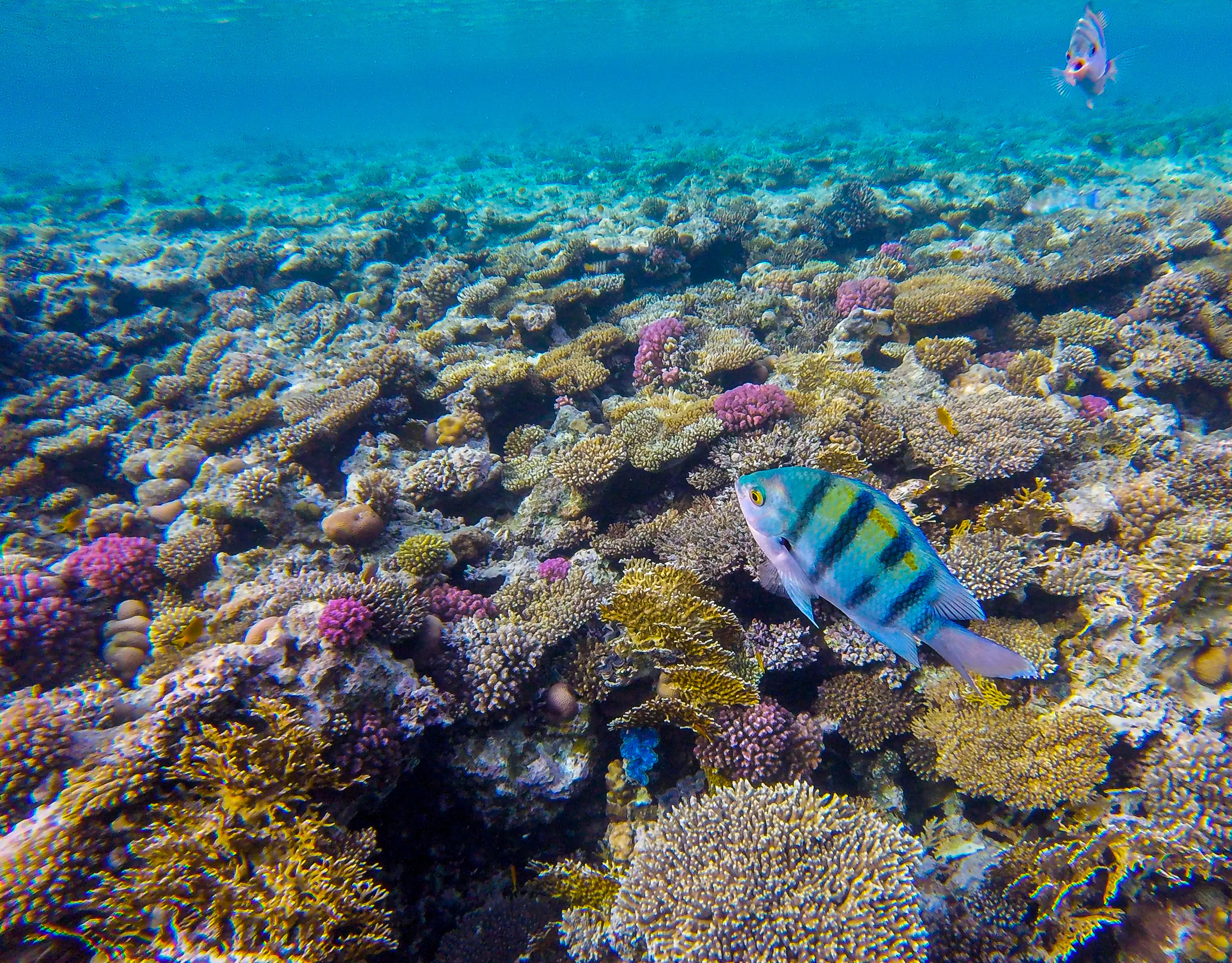 Colorful fish and corals of the Red sea Colorful fish and corals of the Red sea
