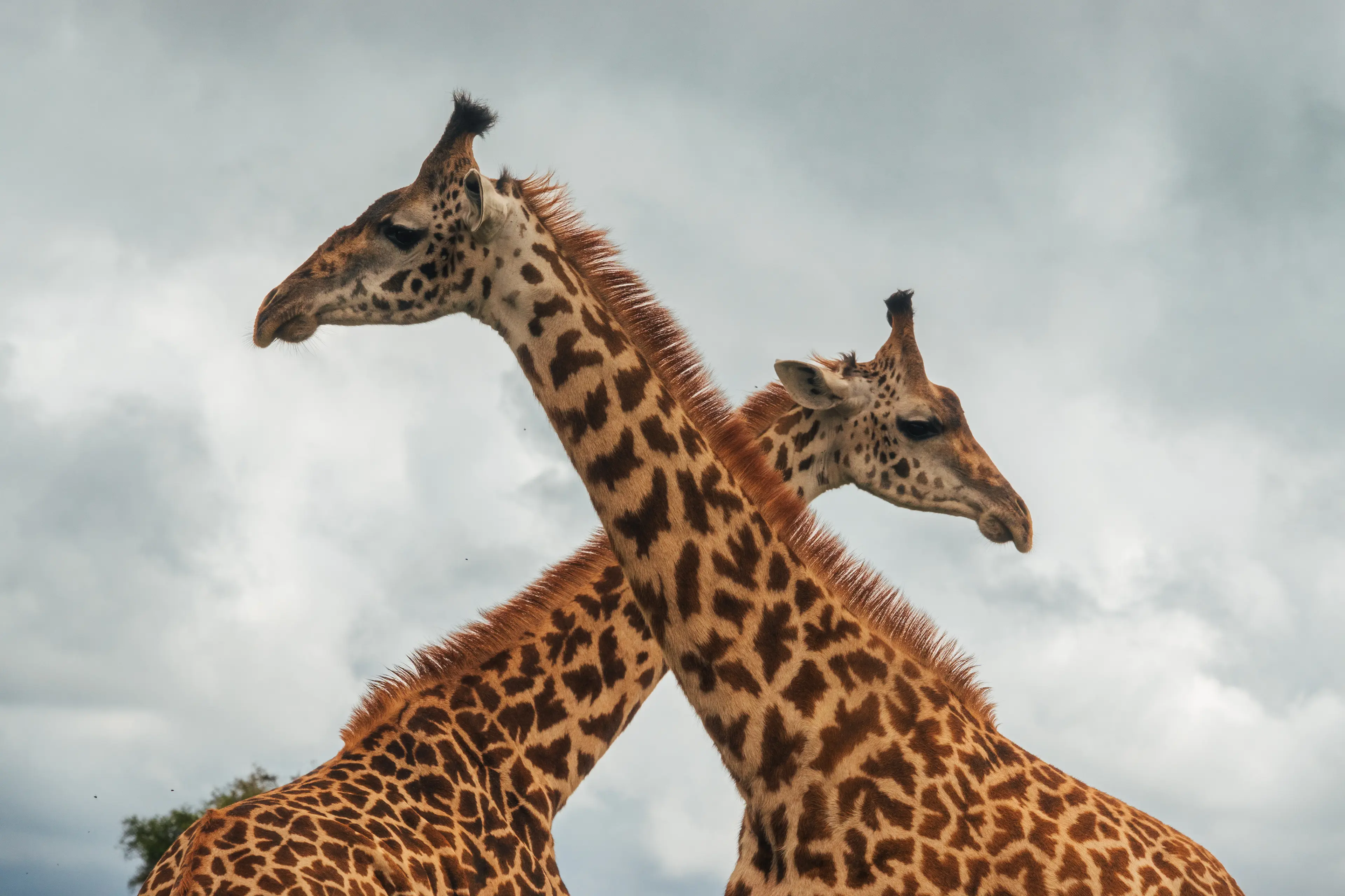 Giraffes at Nairobi national park
