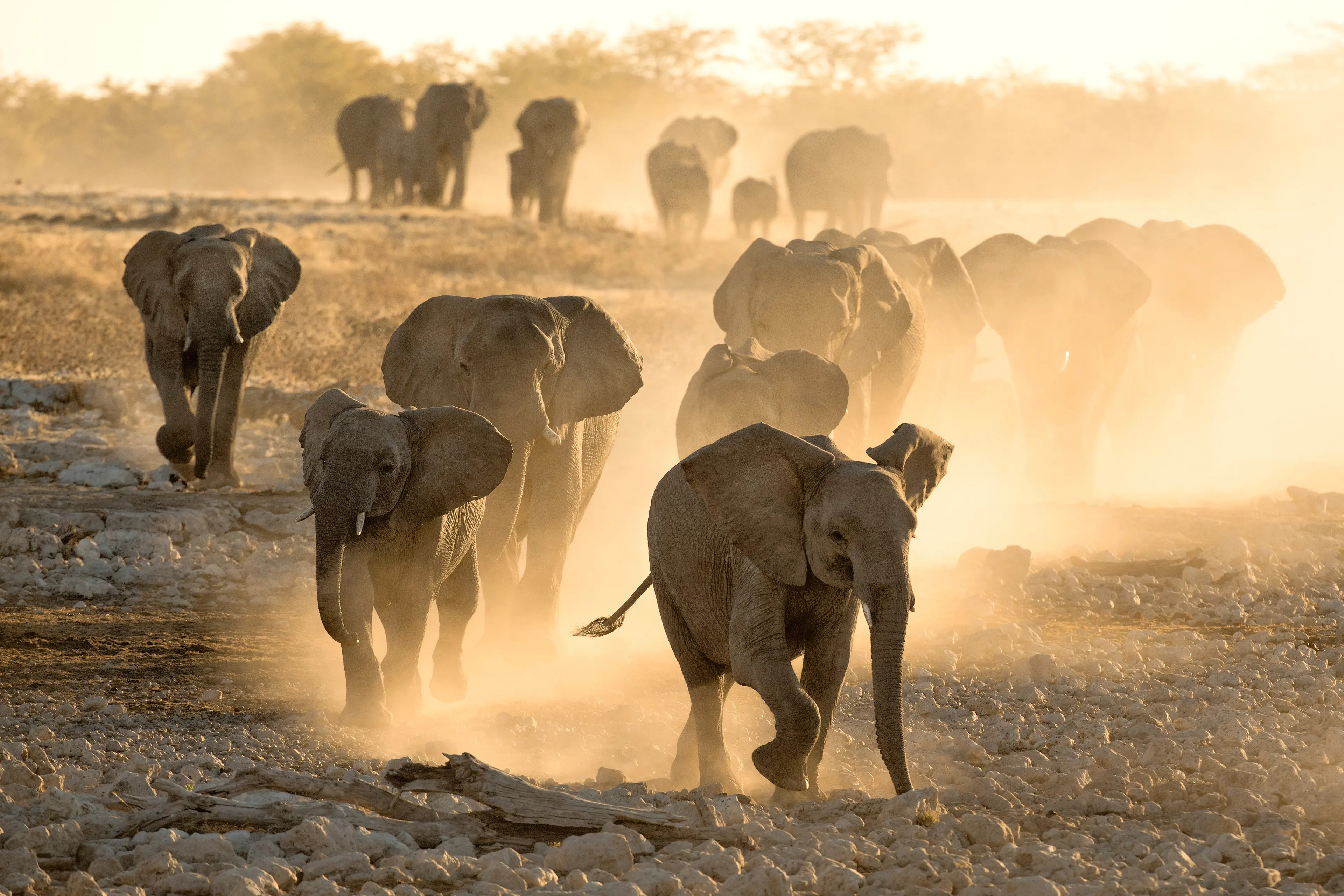 Elephant herd in the Namib desert
