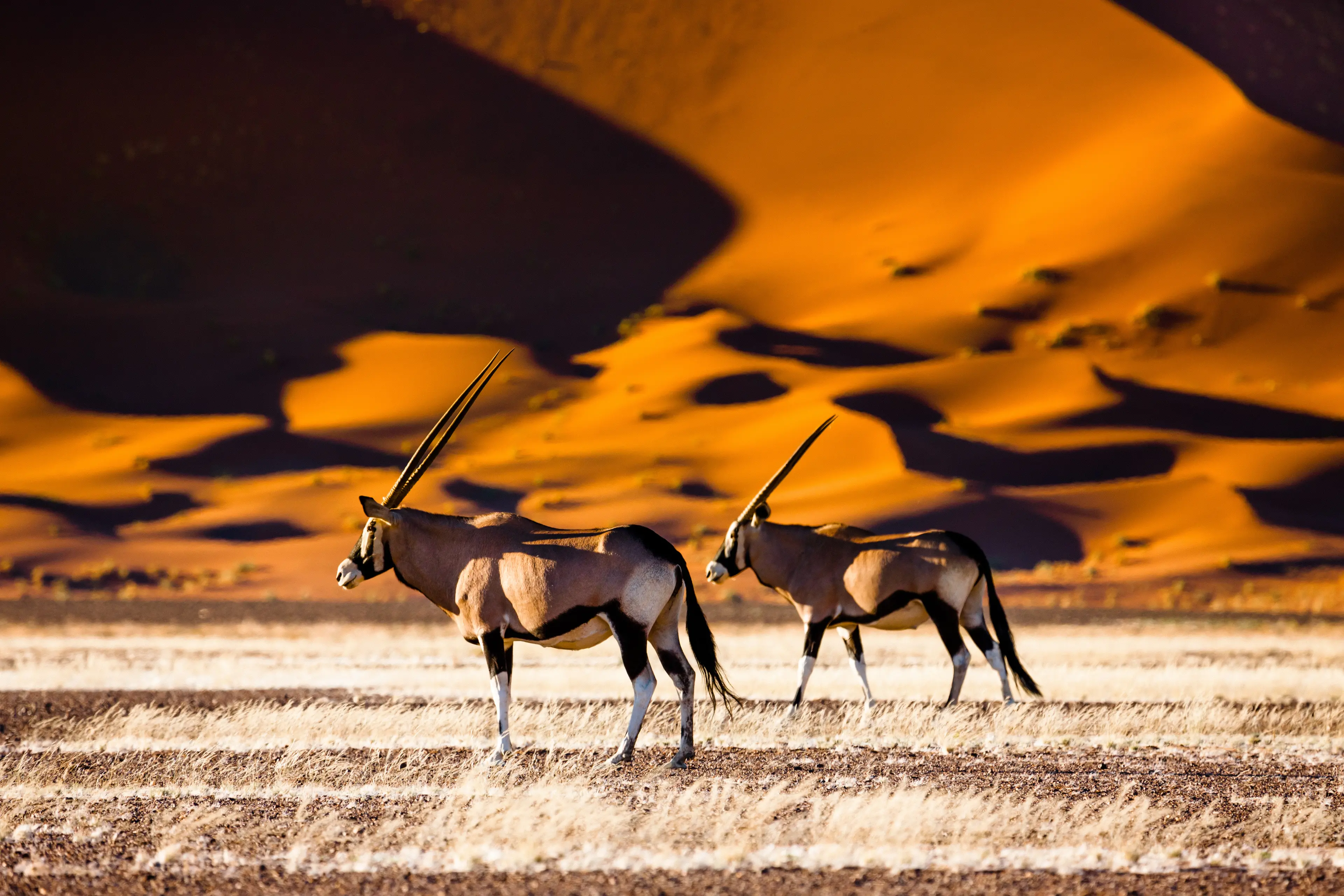 Oryx and dunes