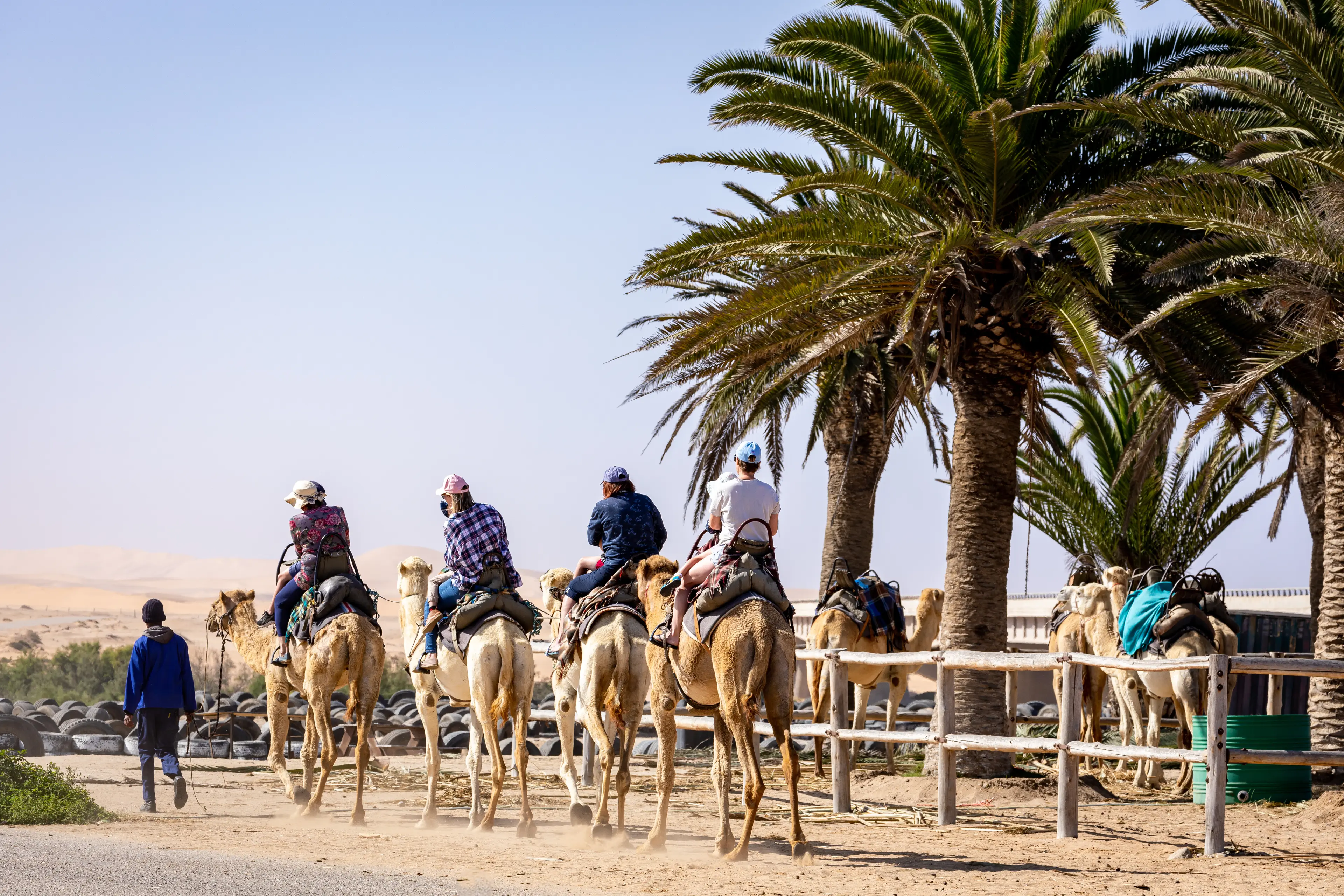 Tourists going camel riding in the Namib desert Tourists going camel riding in the Namib desert