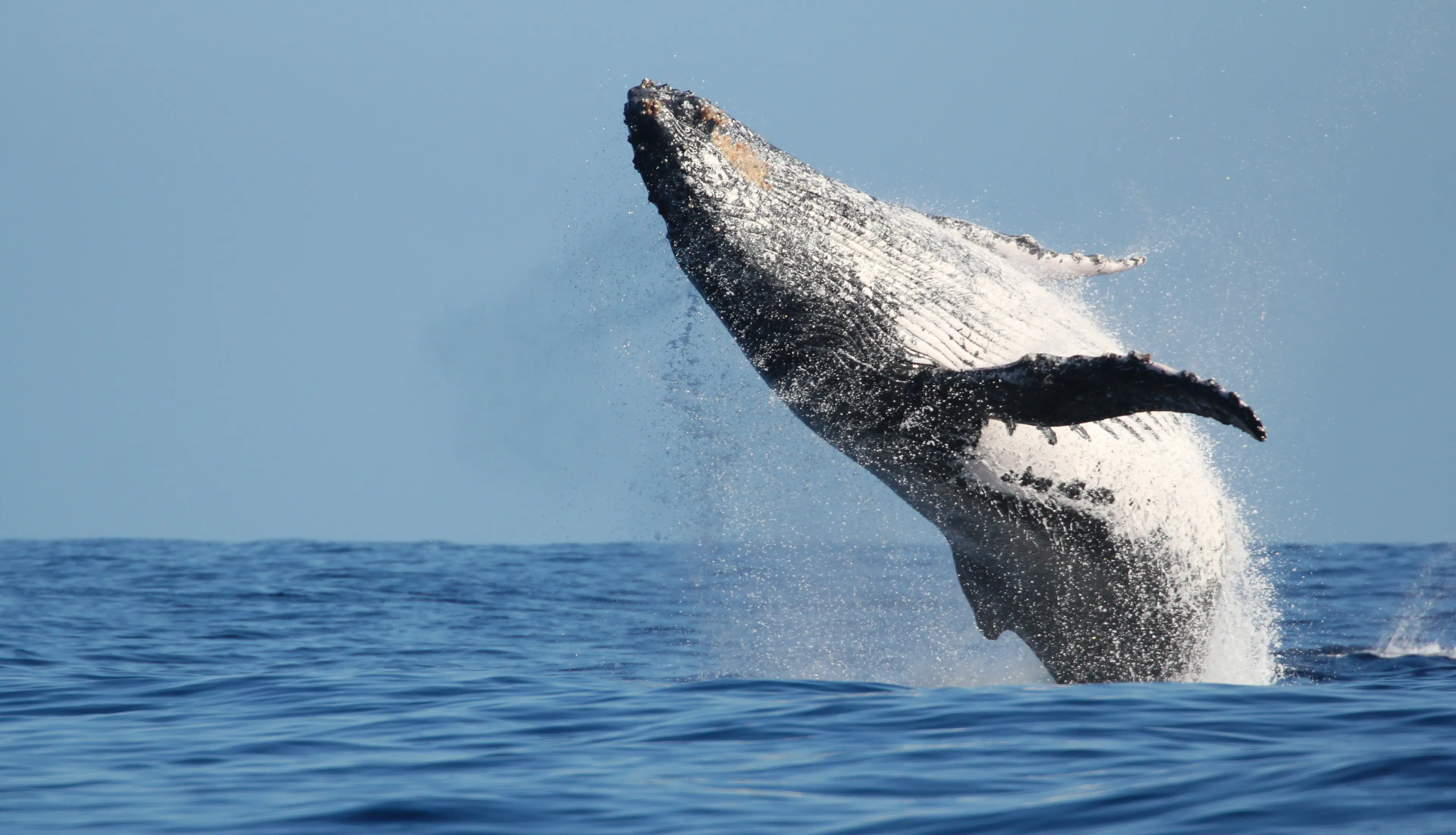 Impressive whale jump