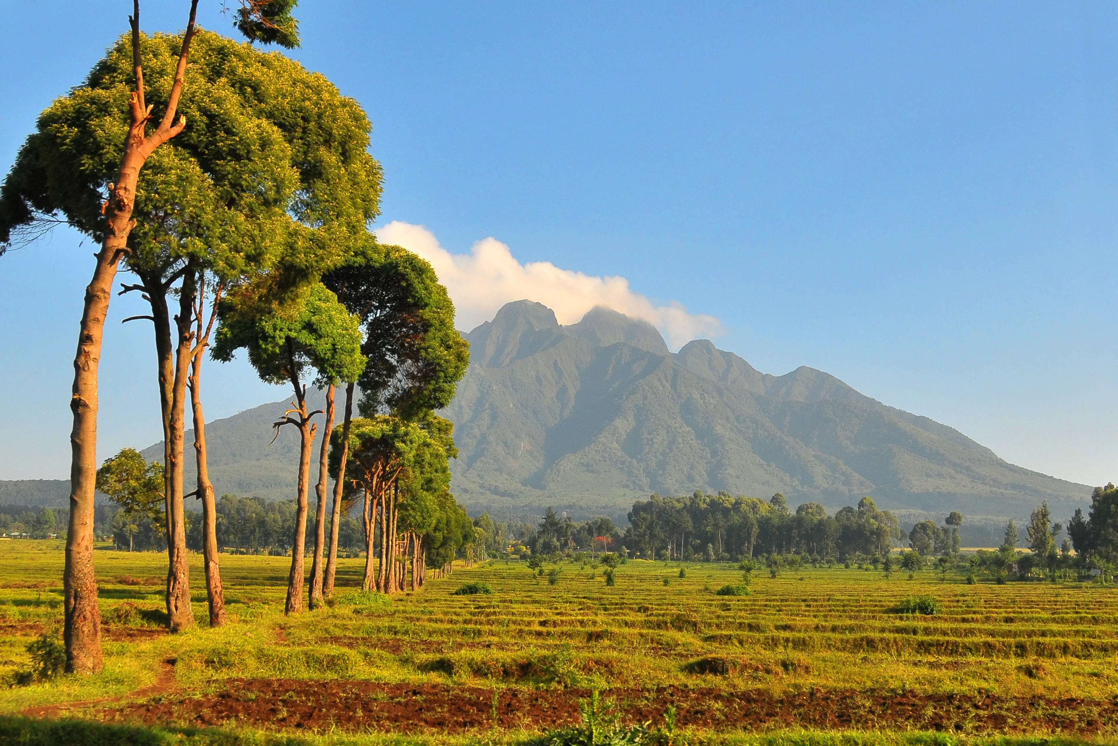 View of the Virunga mountain