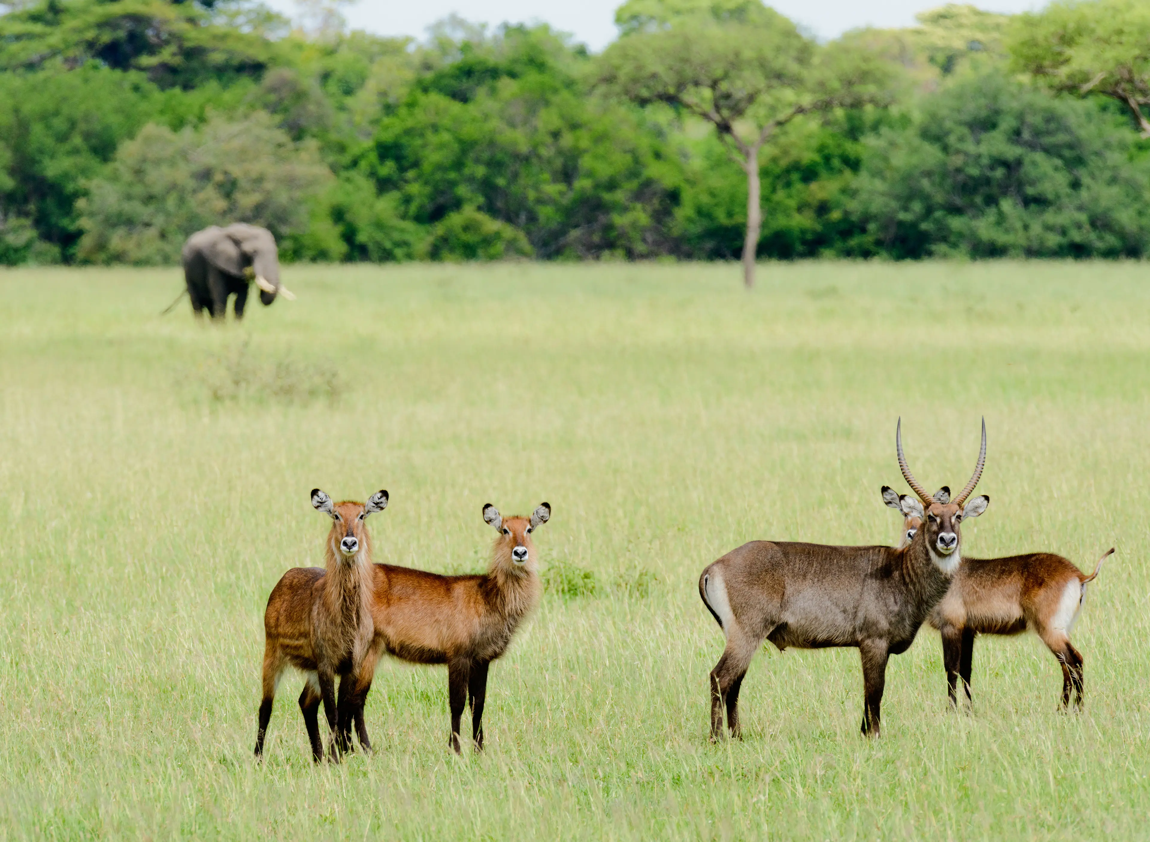 1-Day Adventure Guide to Serengeti National Park, Tanzania