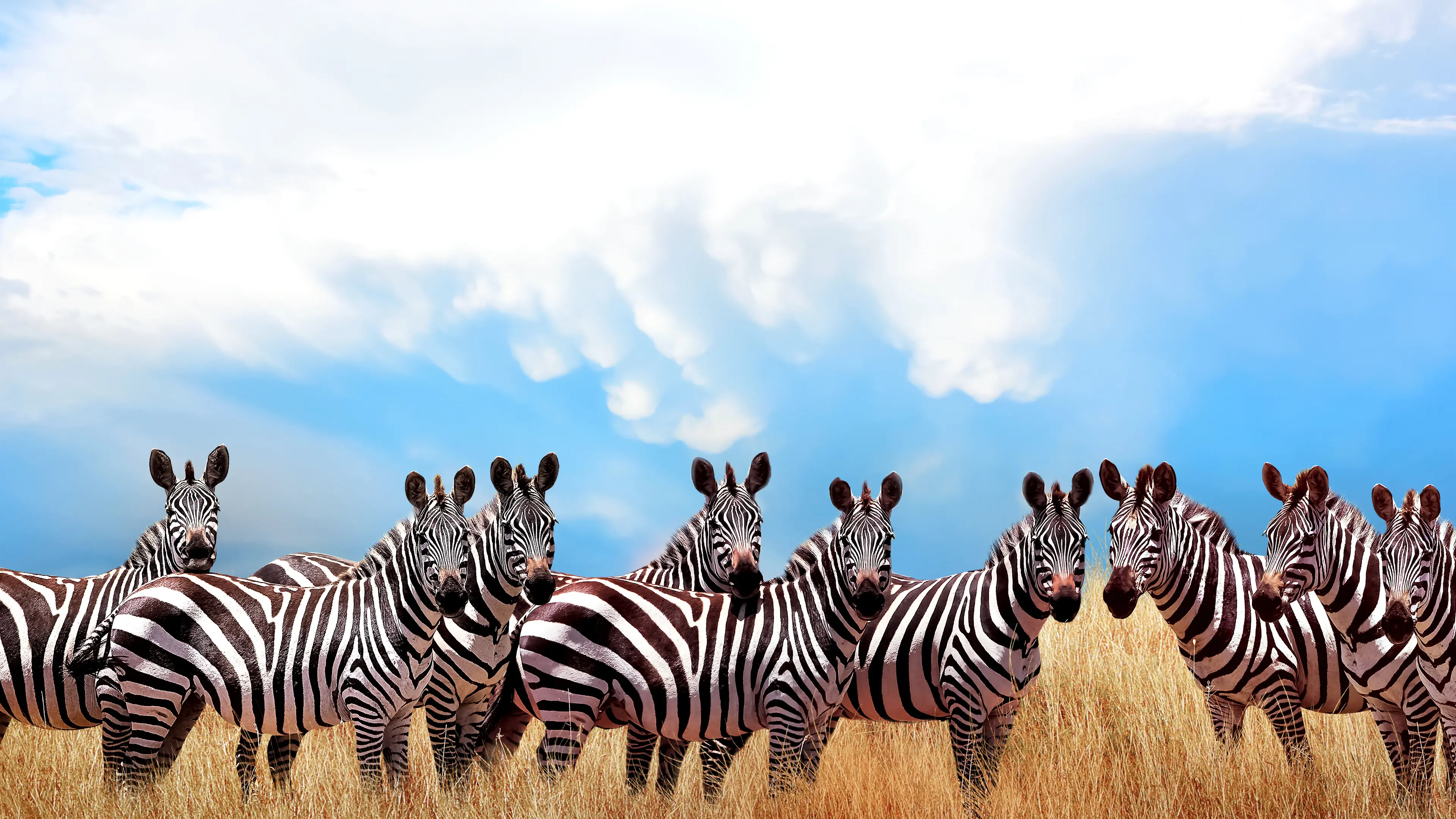 Group of wild zebras in the African savannah