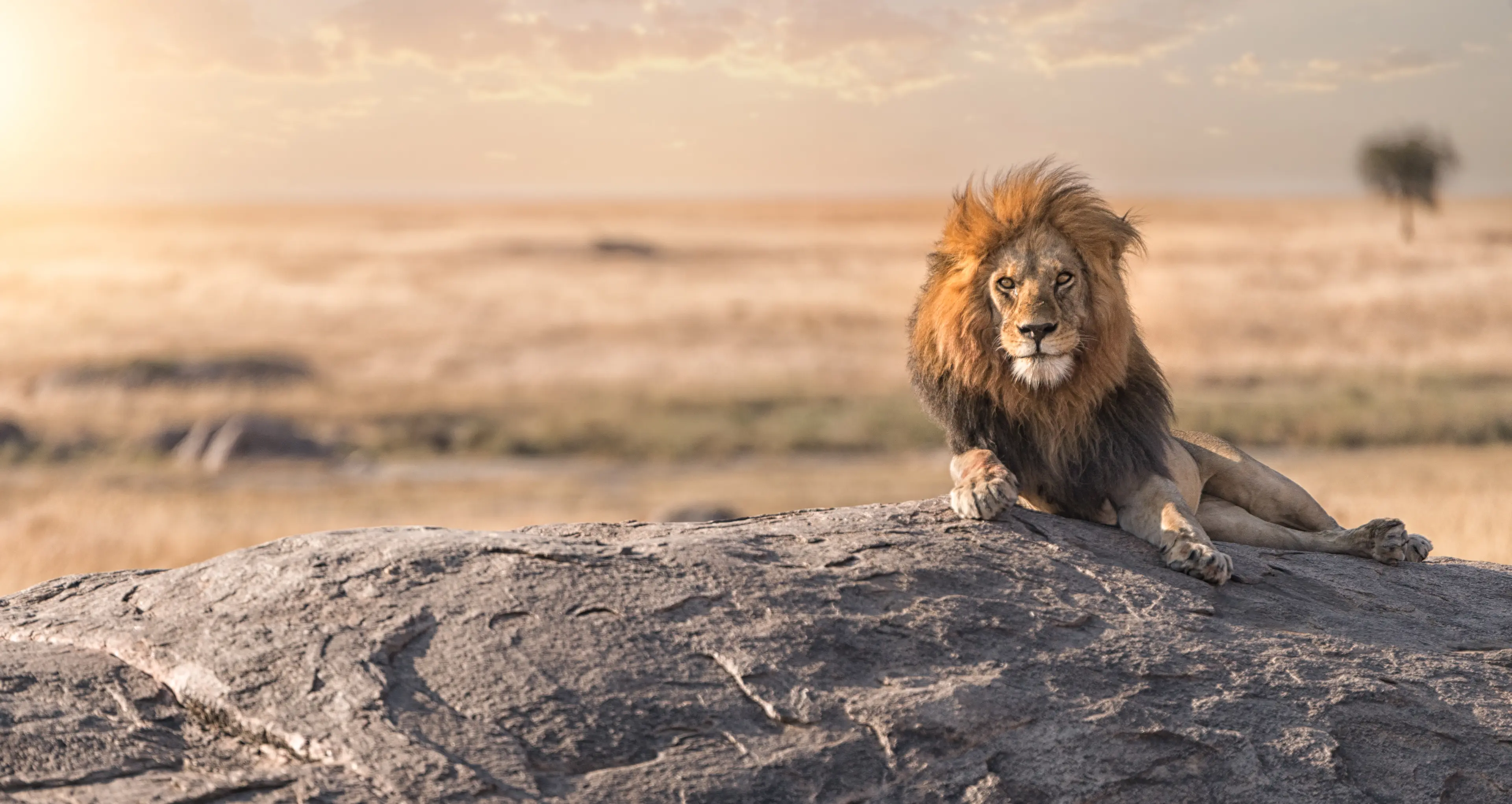 A male lion is sitting on the top of the rock